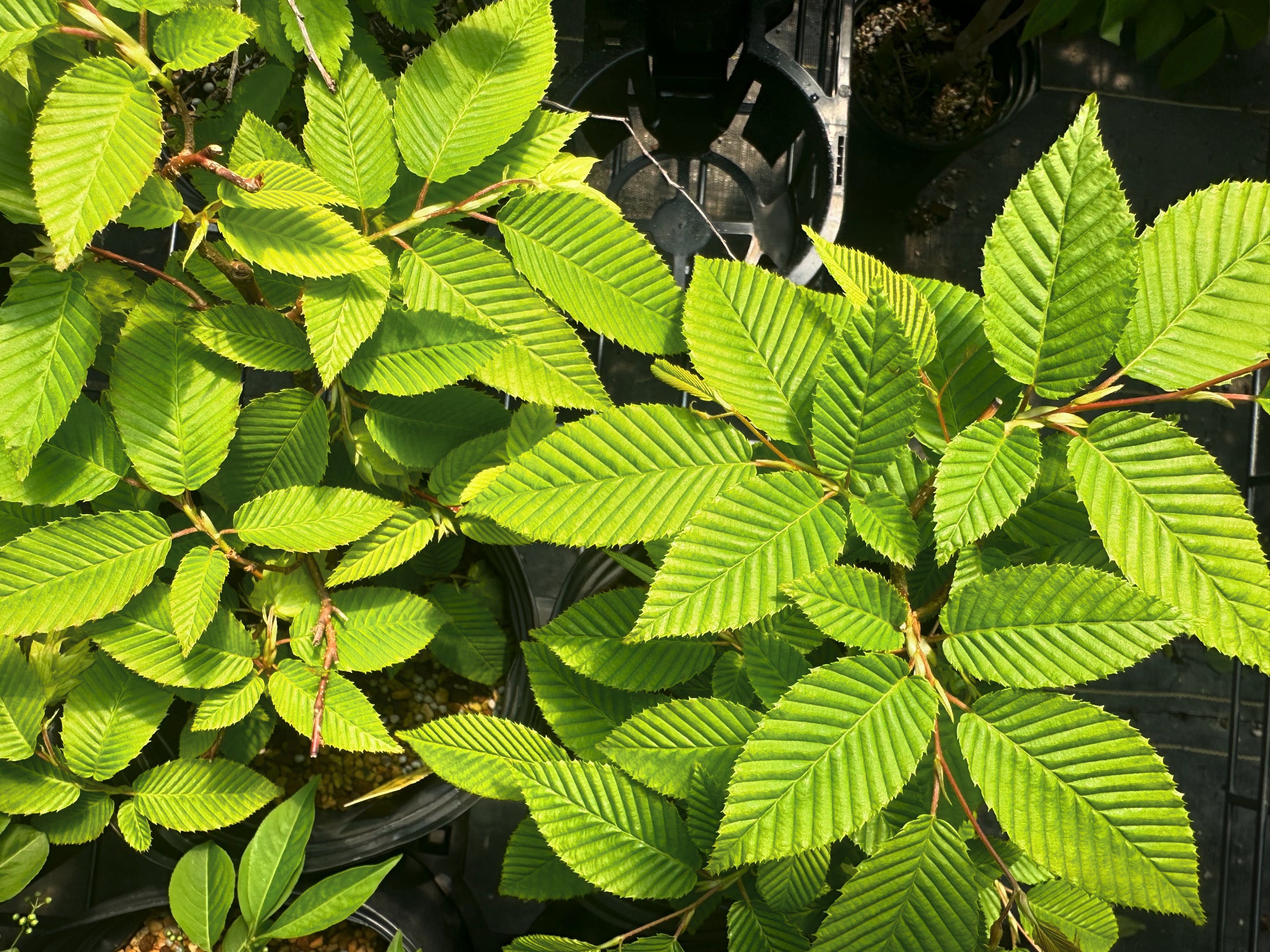 Carpinus japonica