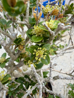 BUXUS microphylla