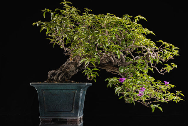 Bougainvillea