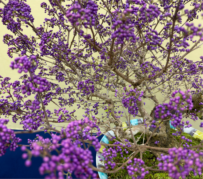 Callicarpa japonica (purple)