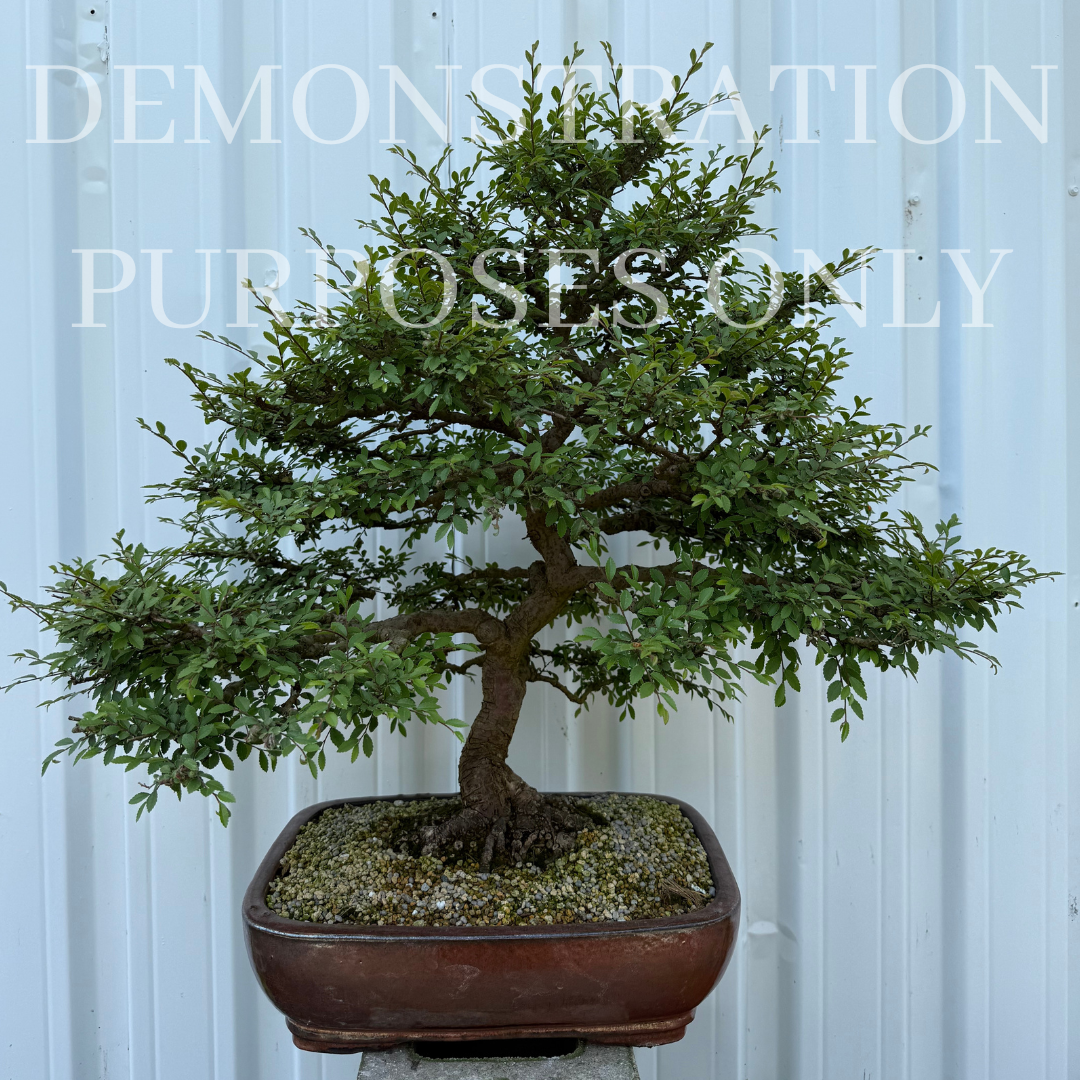 Ulmus parvifolia (Chinese Elm)