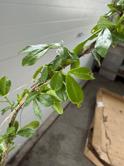 CARAGANA chamlagu