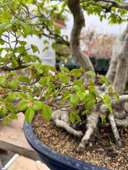 CARPINUS Turczaninowii