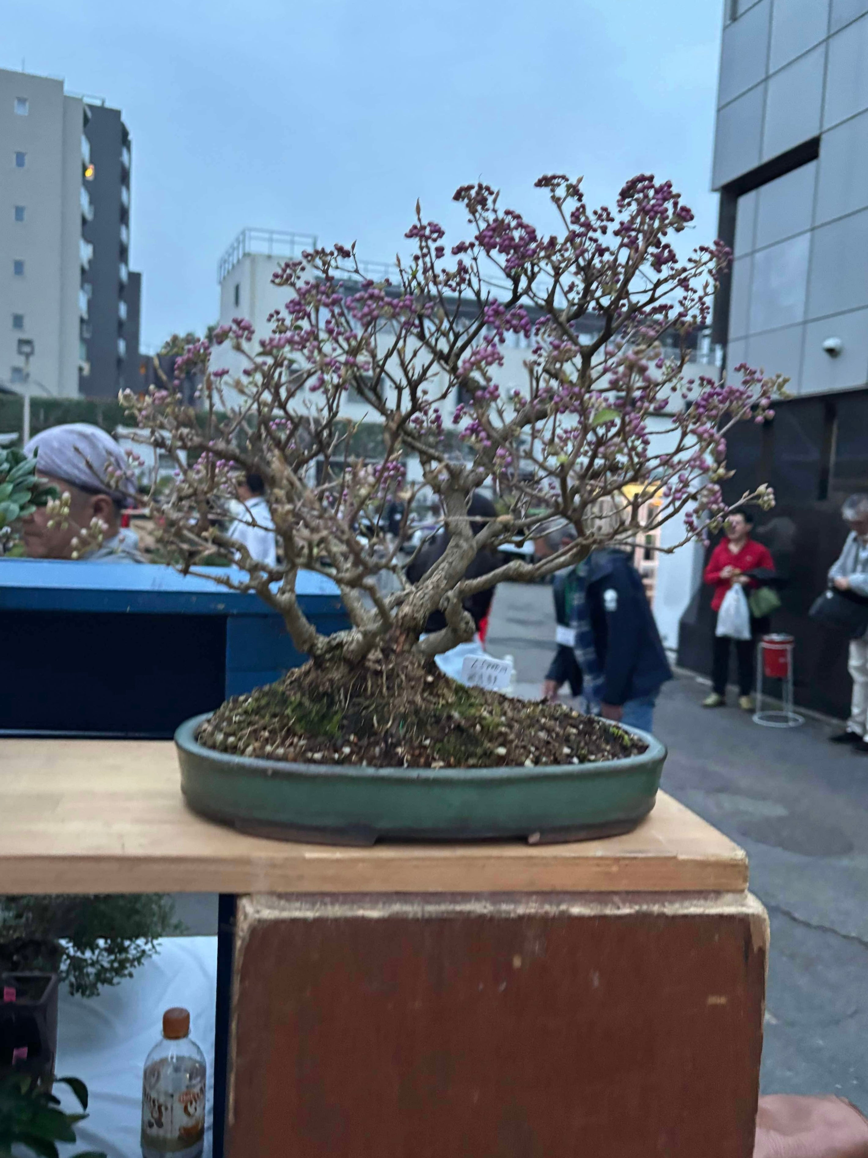 Callicarpa japonica