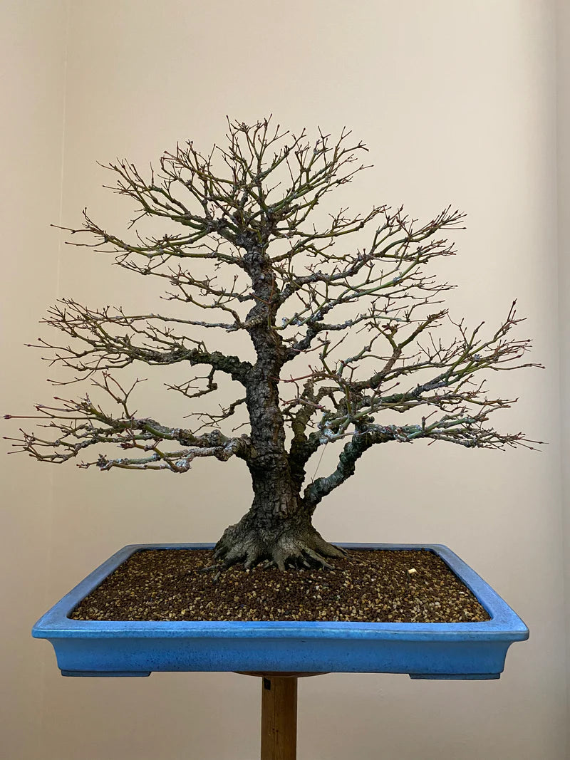 Acer palmatum 'Yves' Arakawa'