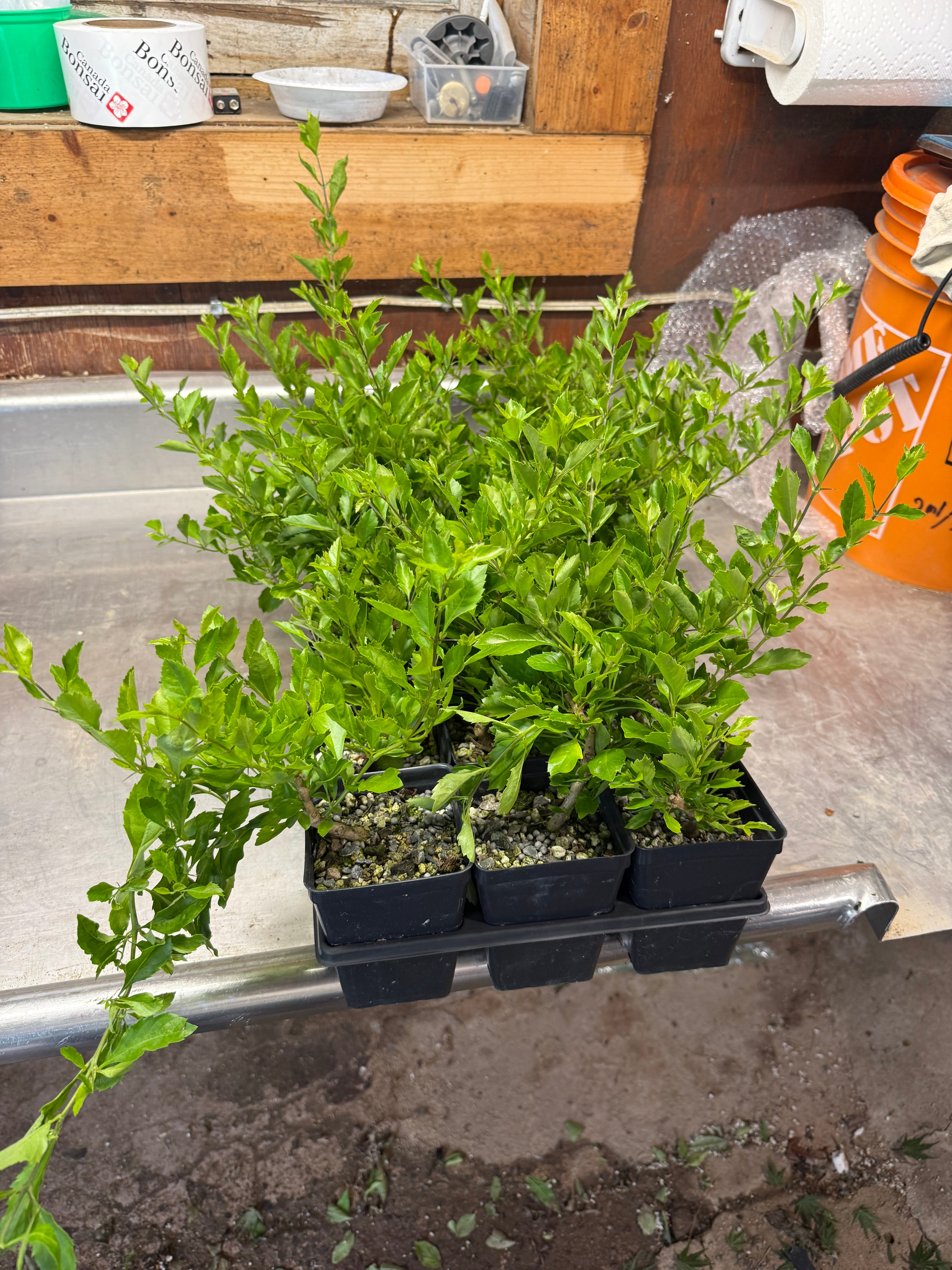 Duranta repens