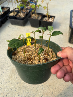 ERIOBOTRYA japonica