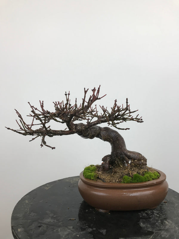 Euonymus #3