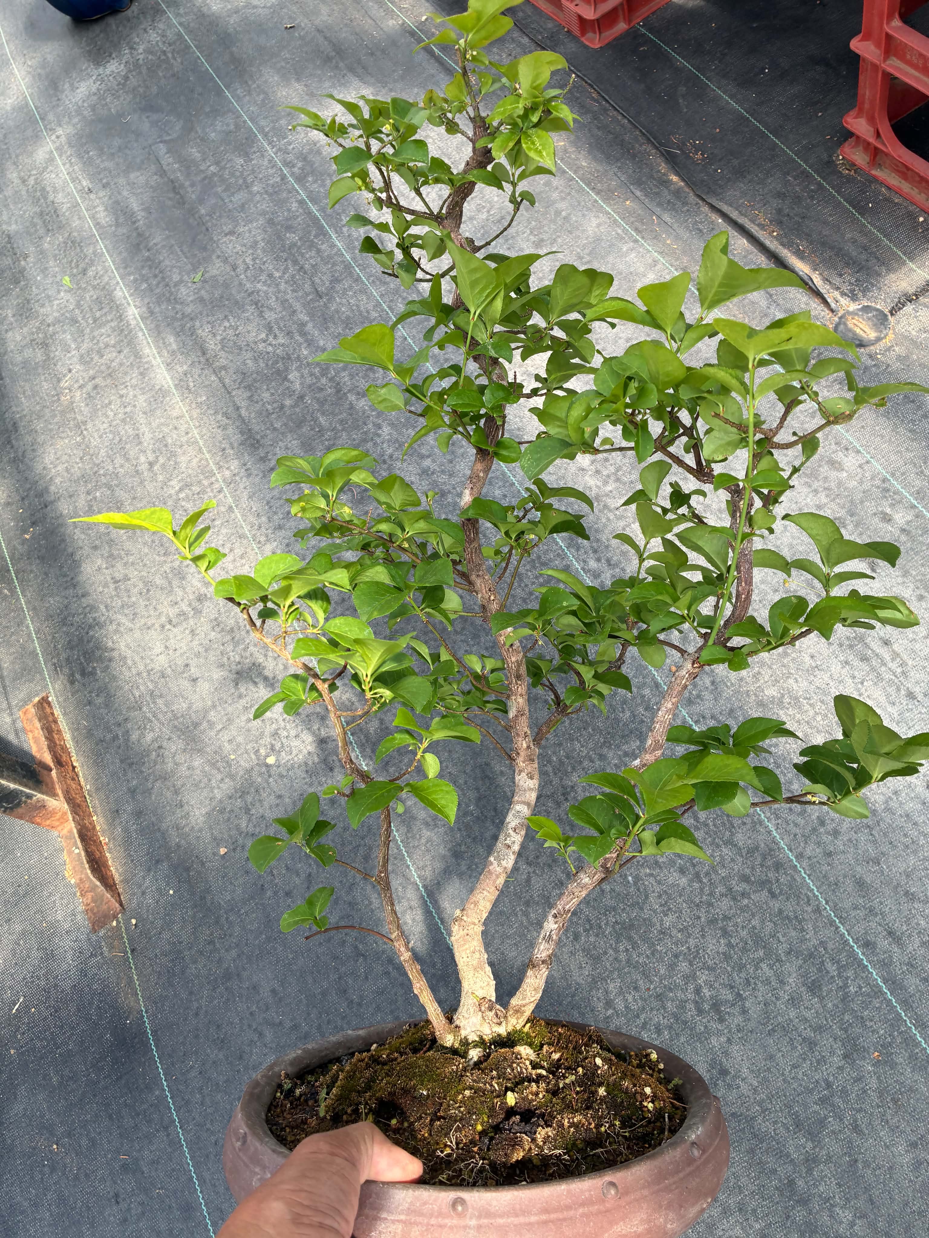 Euonymus