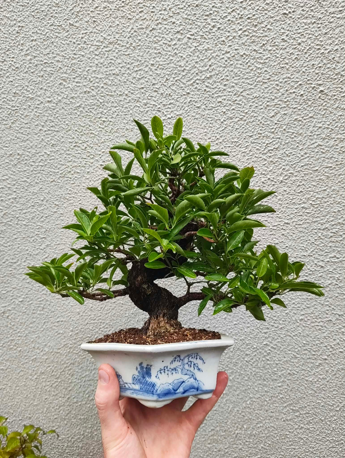 Euonymus