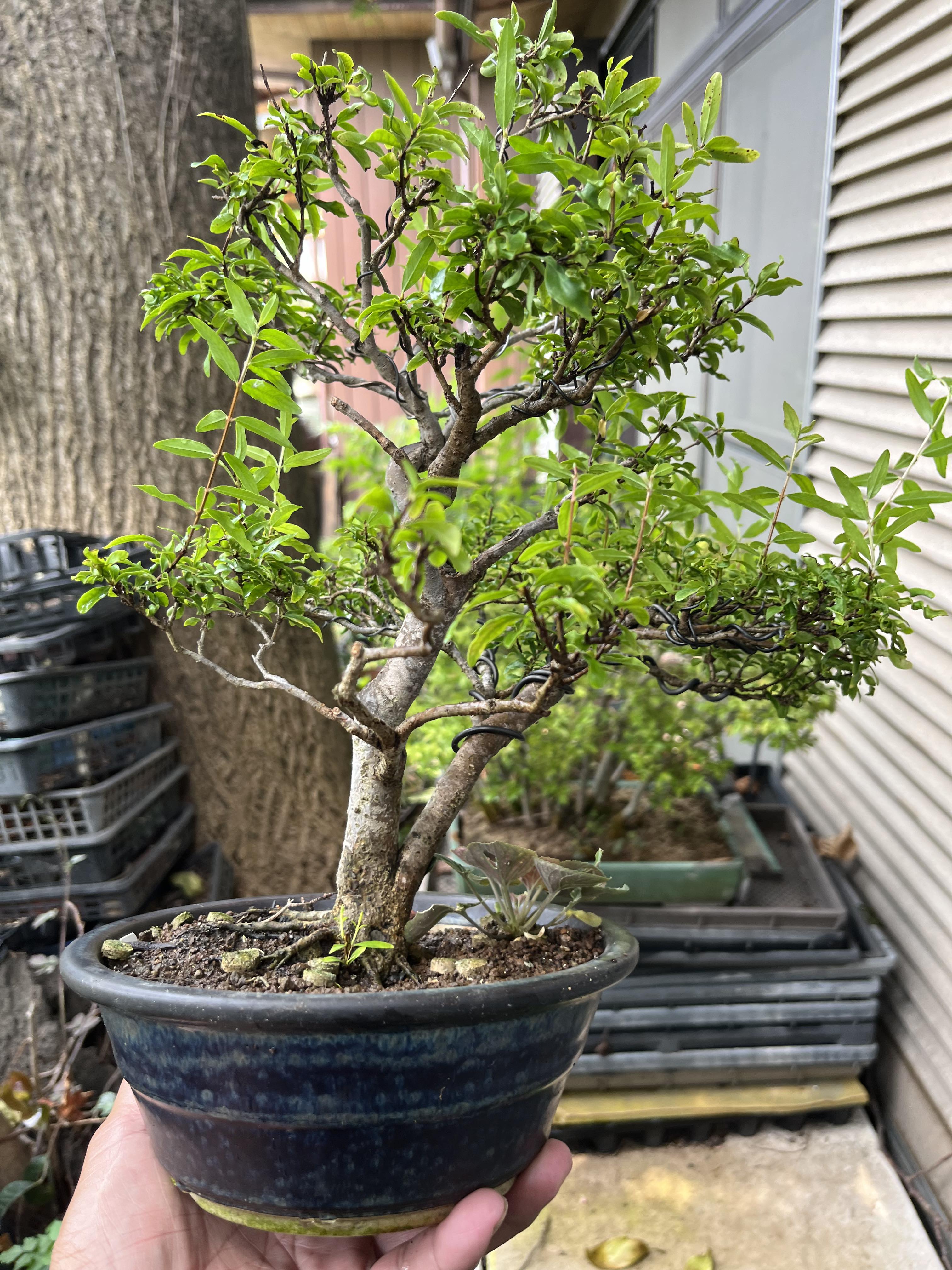 Euonymus