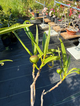 FICUS erecta