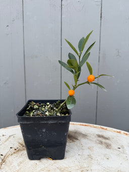 FORTUNELLA hindsii