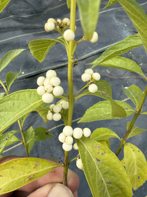 Callicarpa (White berries)