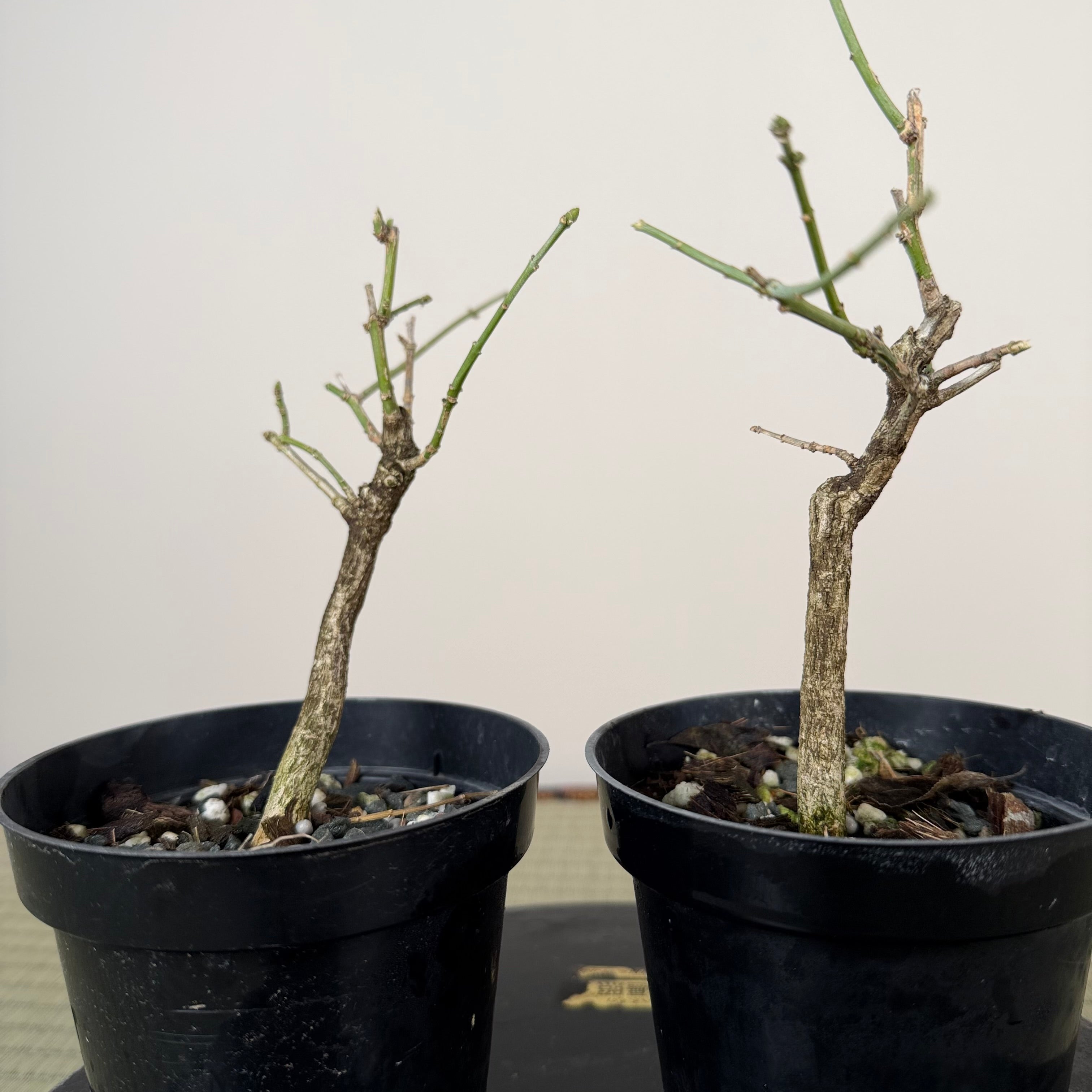 Euonymus (small)