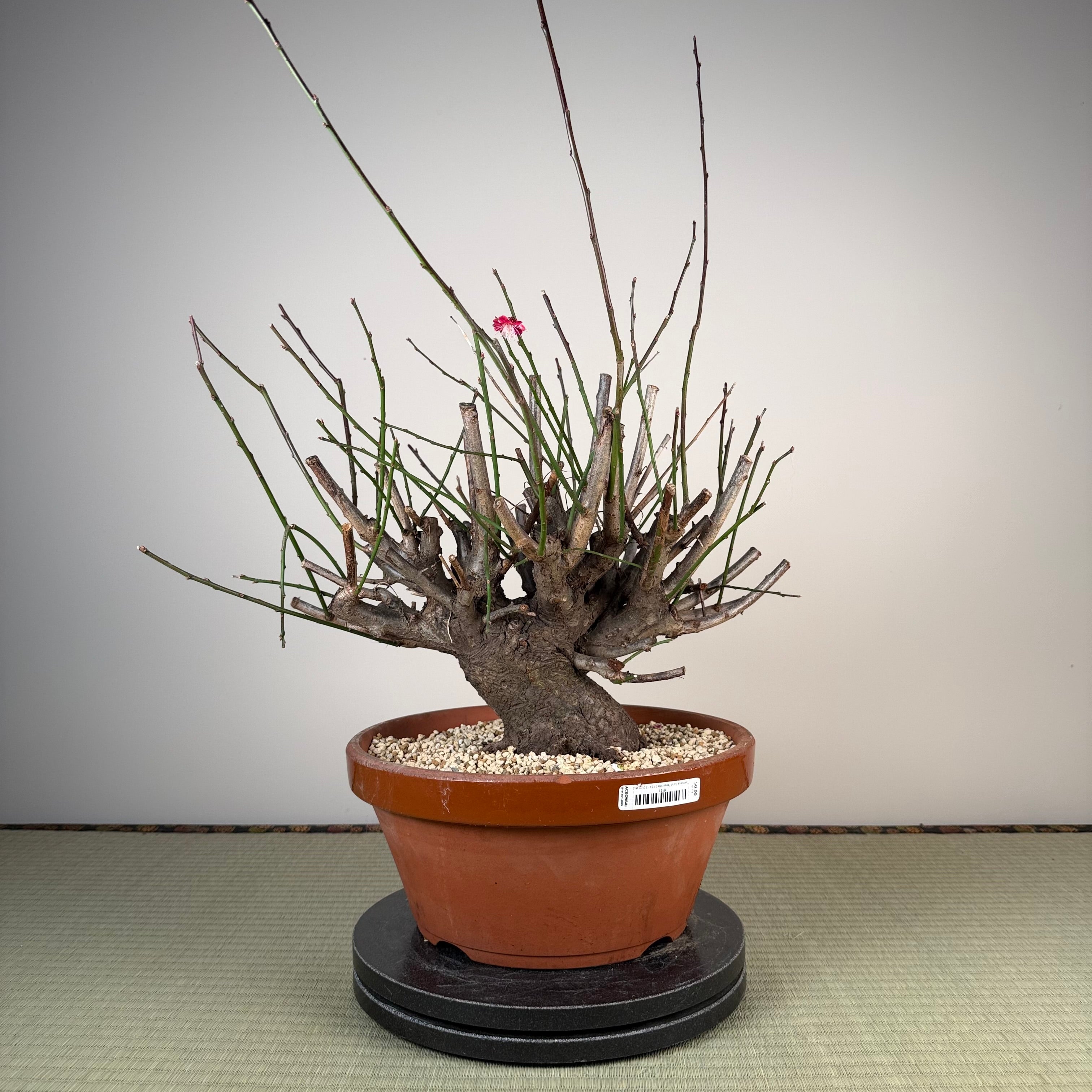 Prunus mume