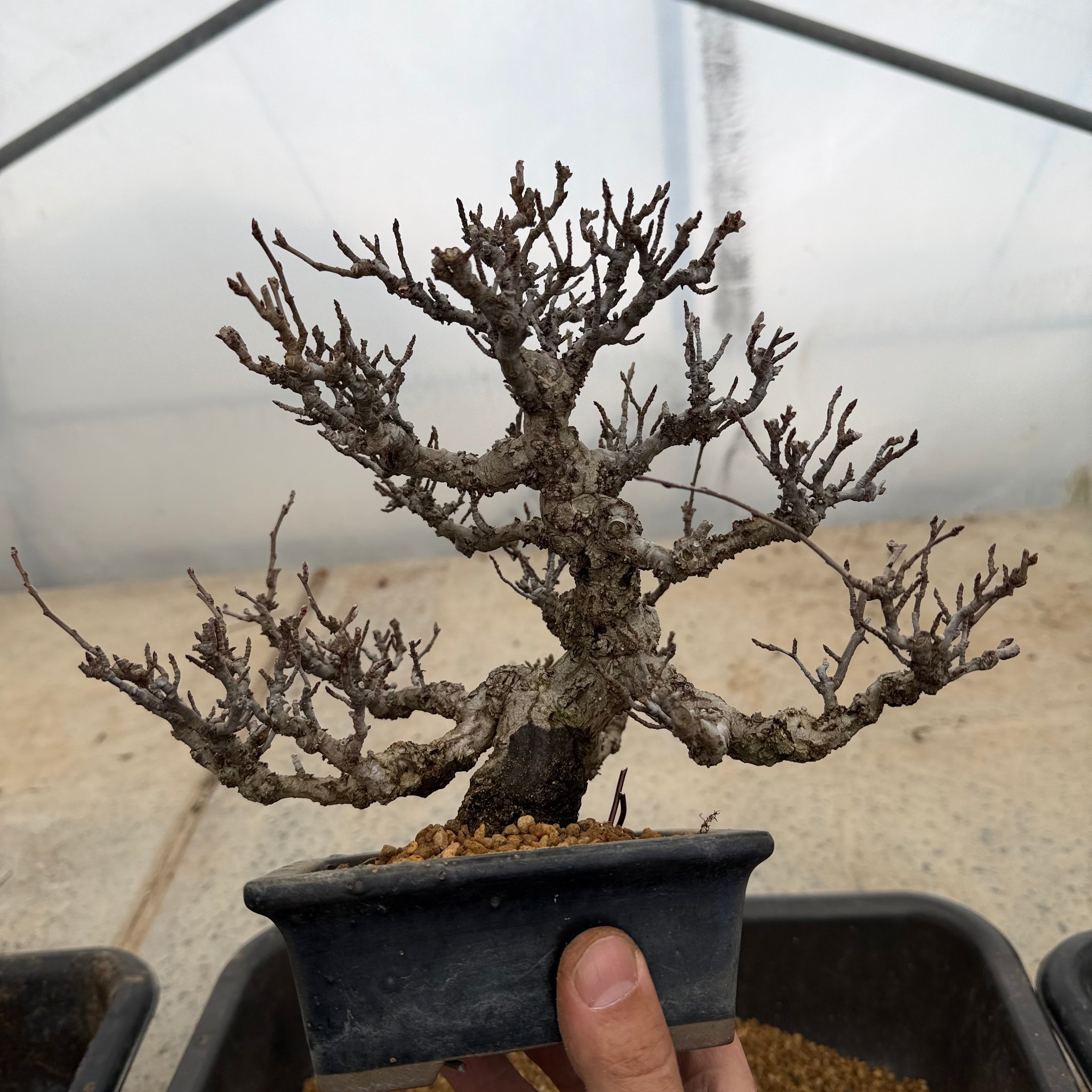 Pourthiaea villosa