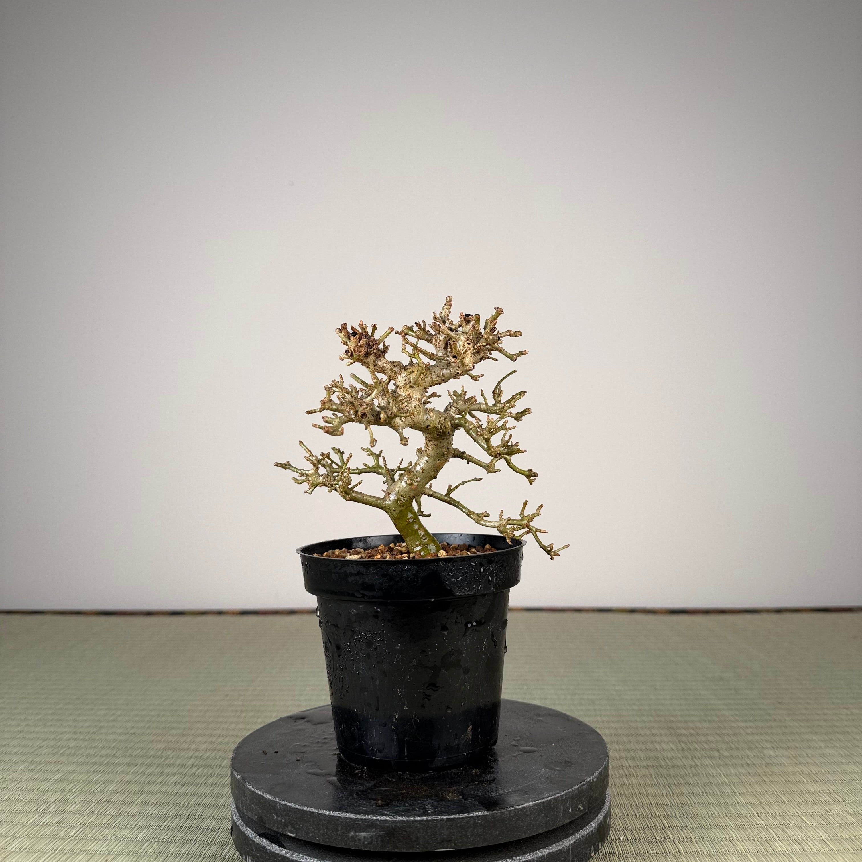 Ligustrum