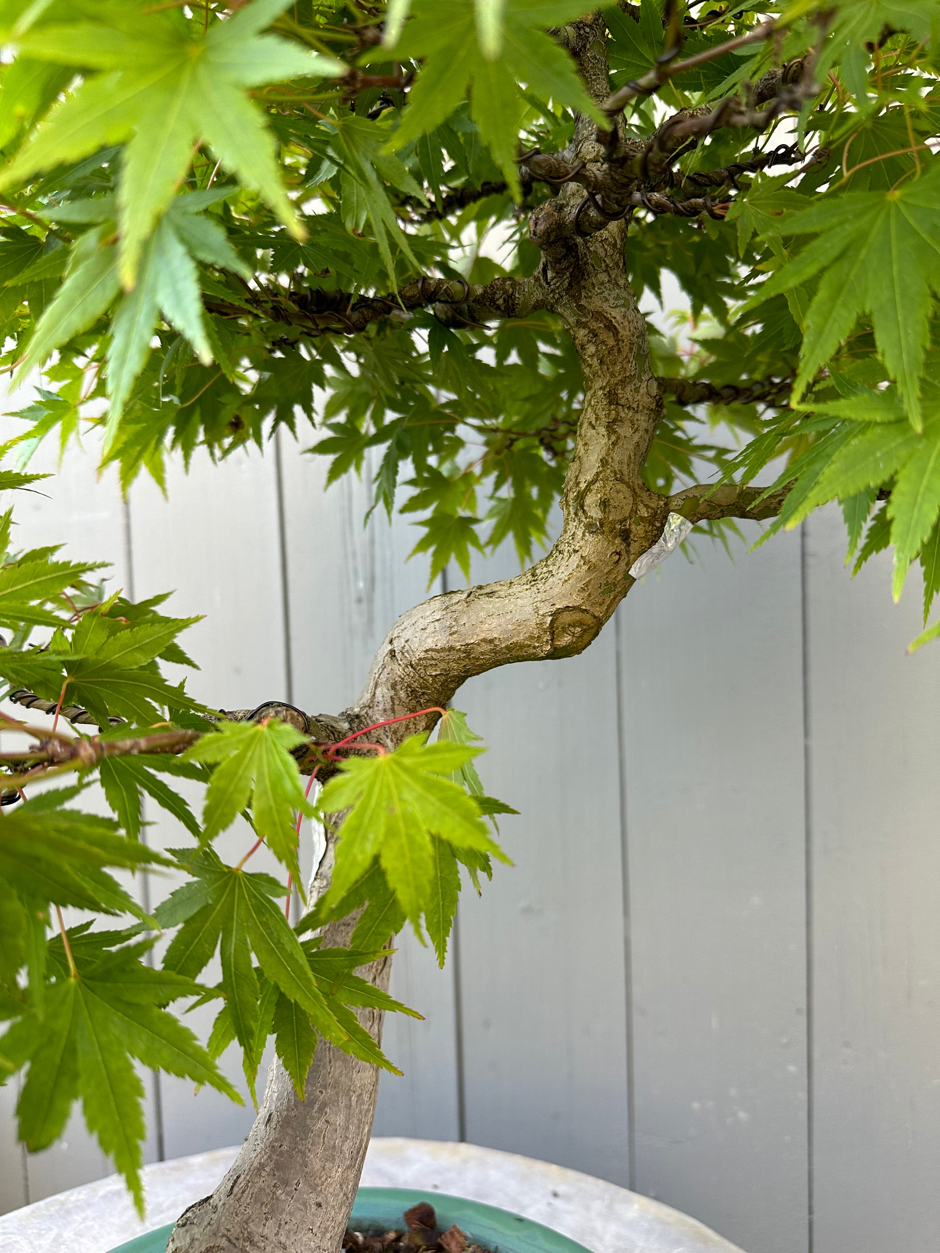 Acer palmatum #4