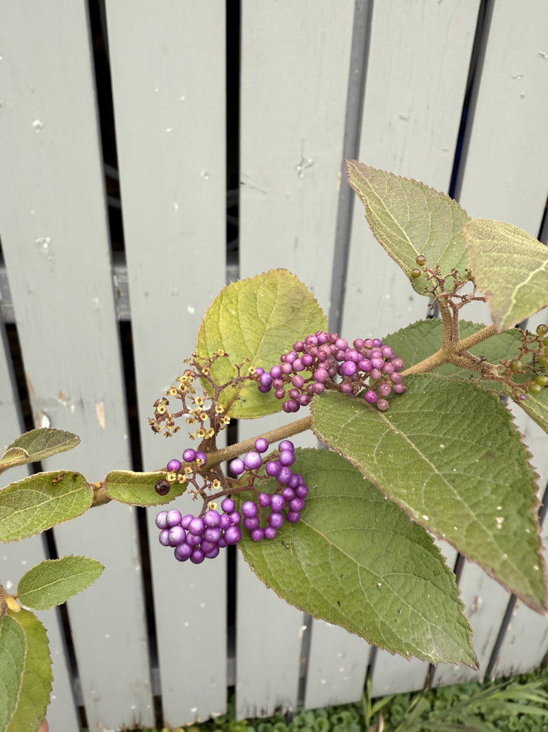 Callicarpa japonica 'NAKAYOSHI KOYOSHI' #1