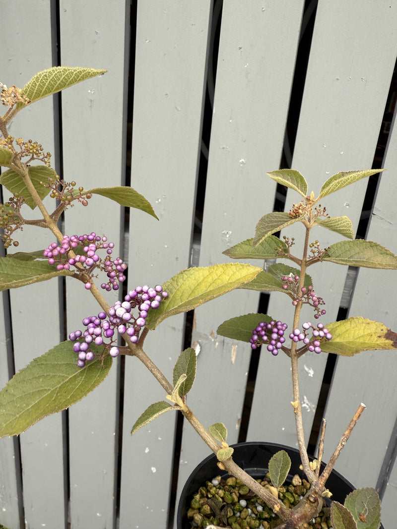 Callicarpa japonica 'NAKAYOSHI KOYOSHI' #1