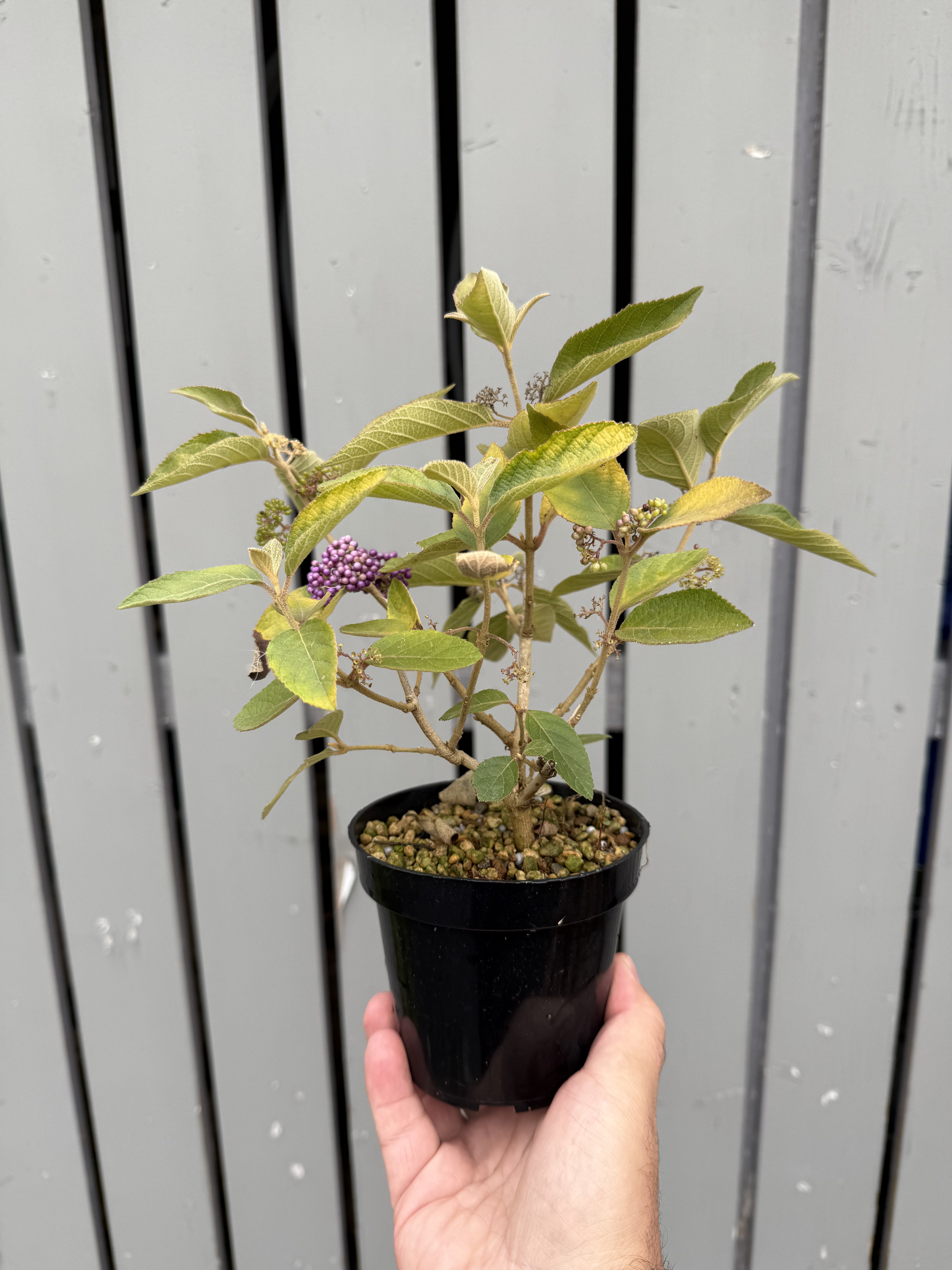 Callicarpa japonica 'NAKAYOSHI KOYOSHI' #2