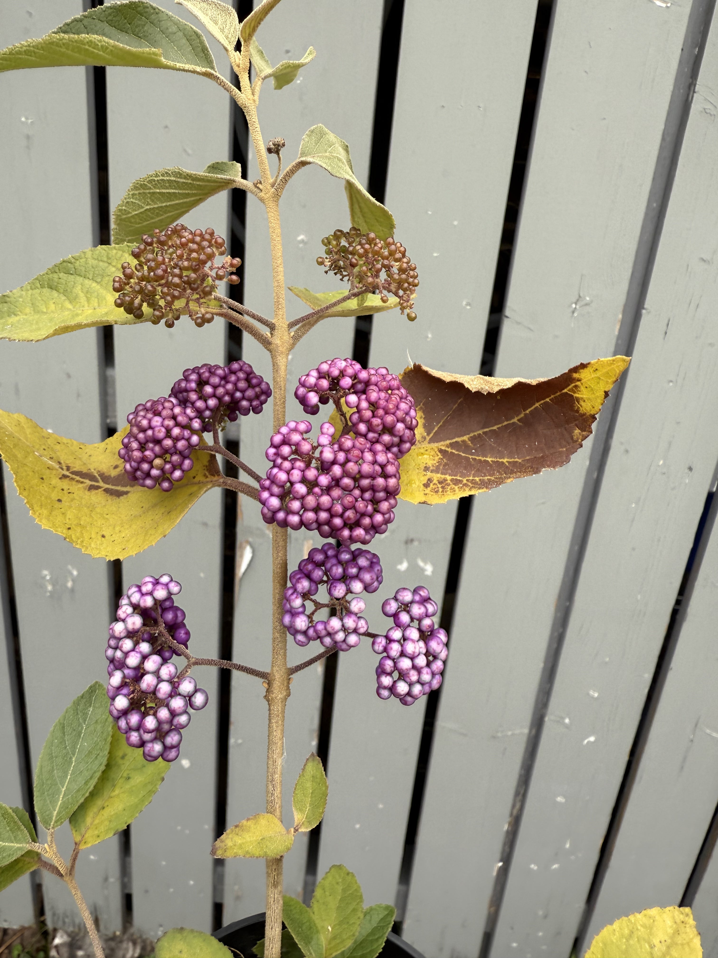 Callicarpa japonica 'NAKAYOSHI KOYOSHI' #3