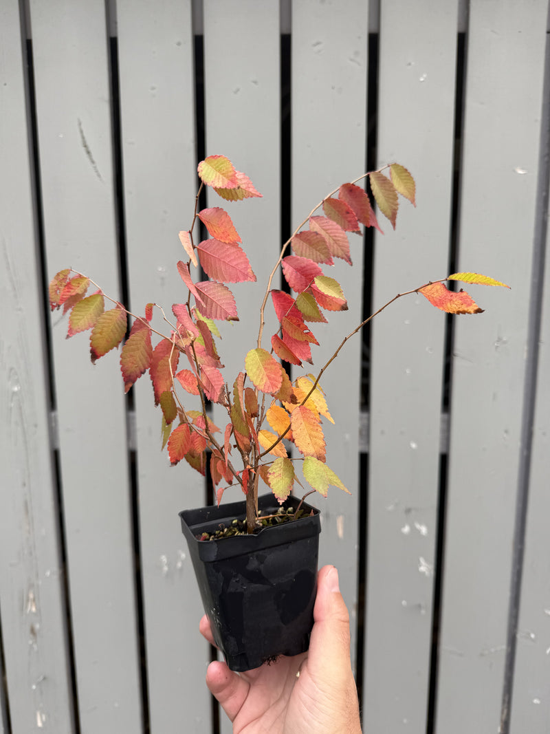 Zelkova serrata #3