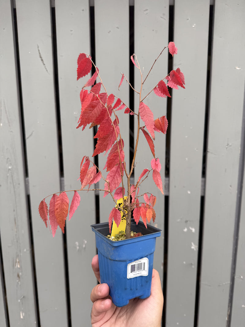 Zelkova serrata #4