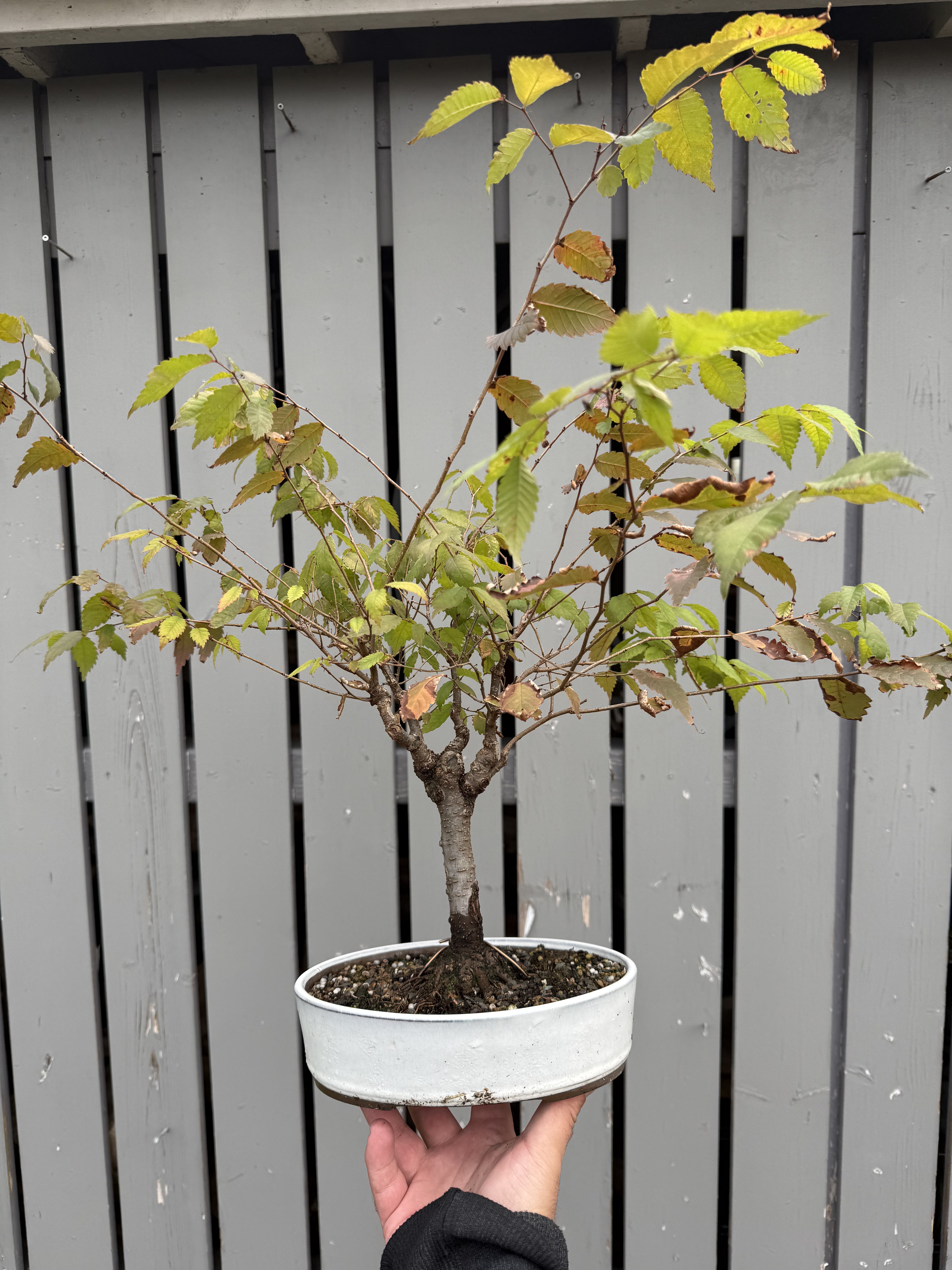 Zelkova serrata #7