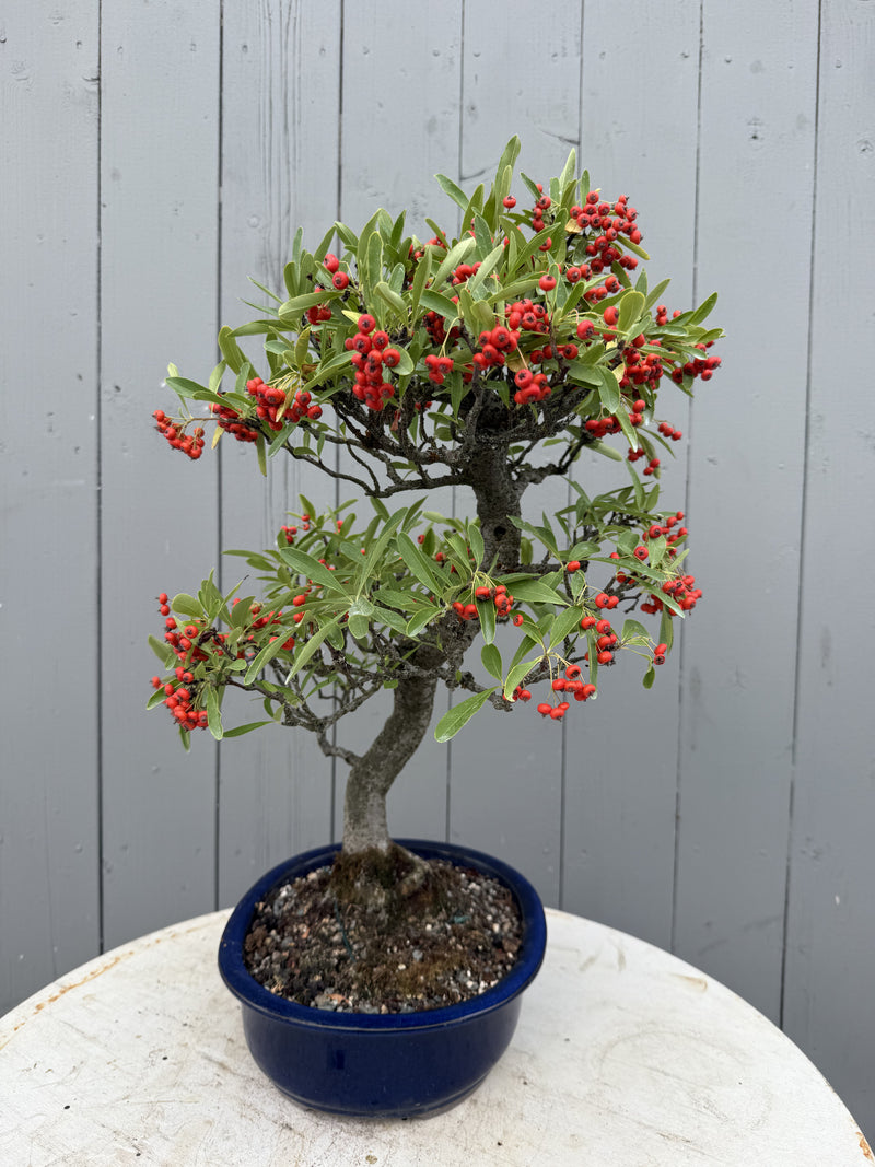 Pyracantha angustifolia