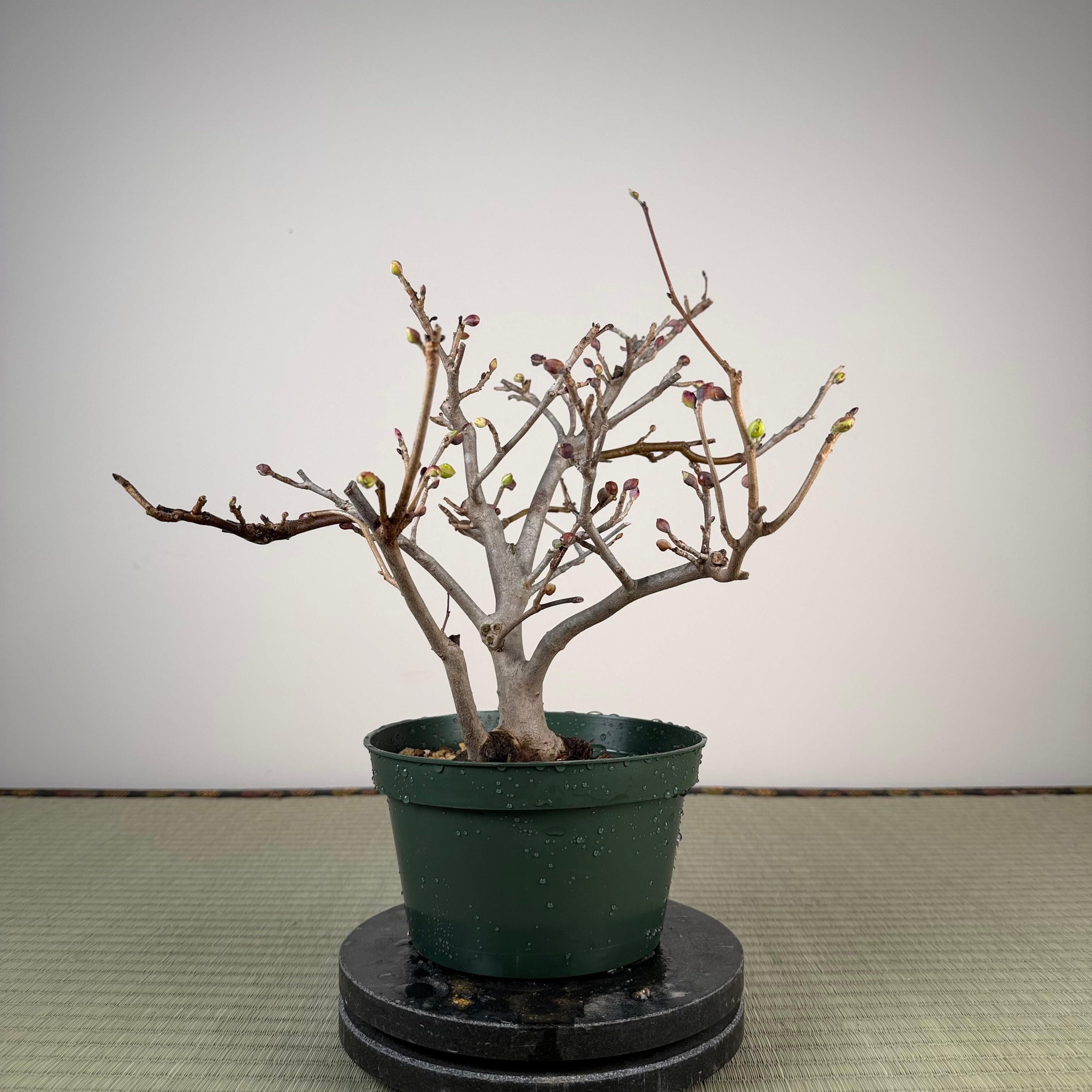 Corylopsis spicata