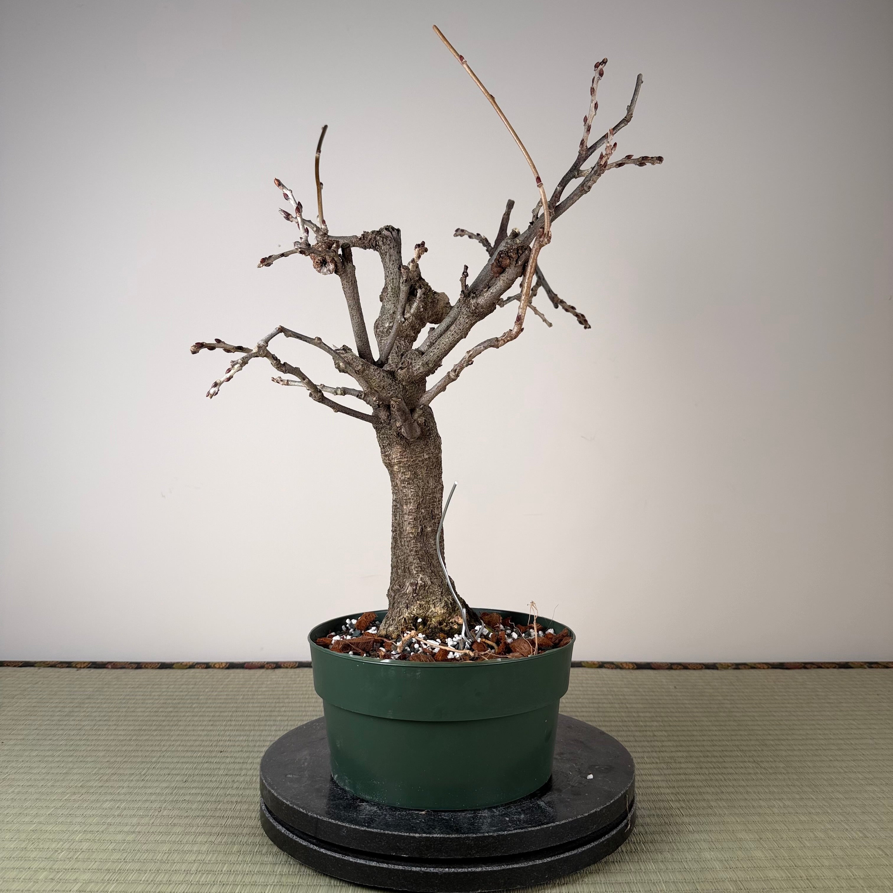 Wisteria floribunda