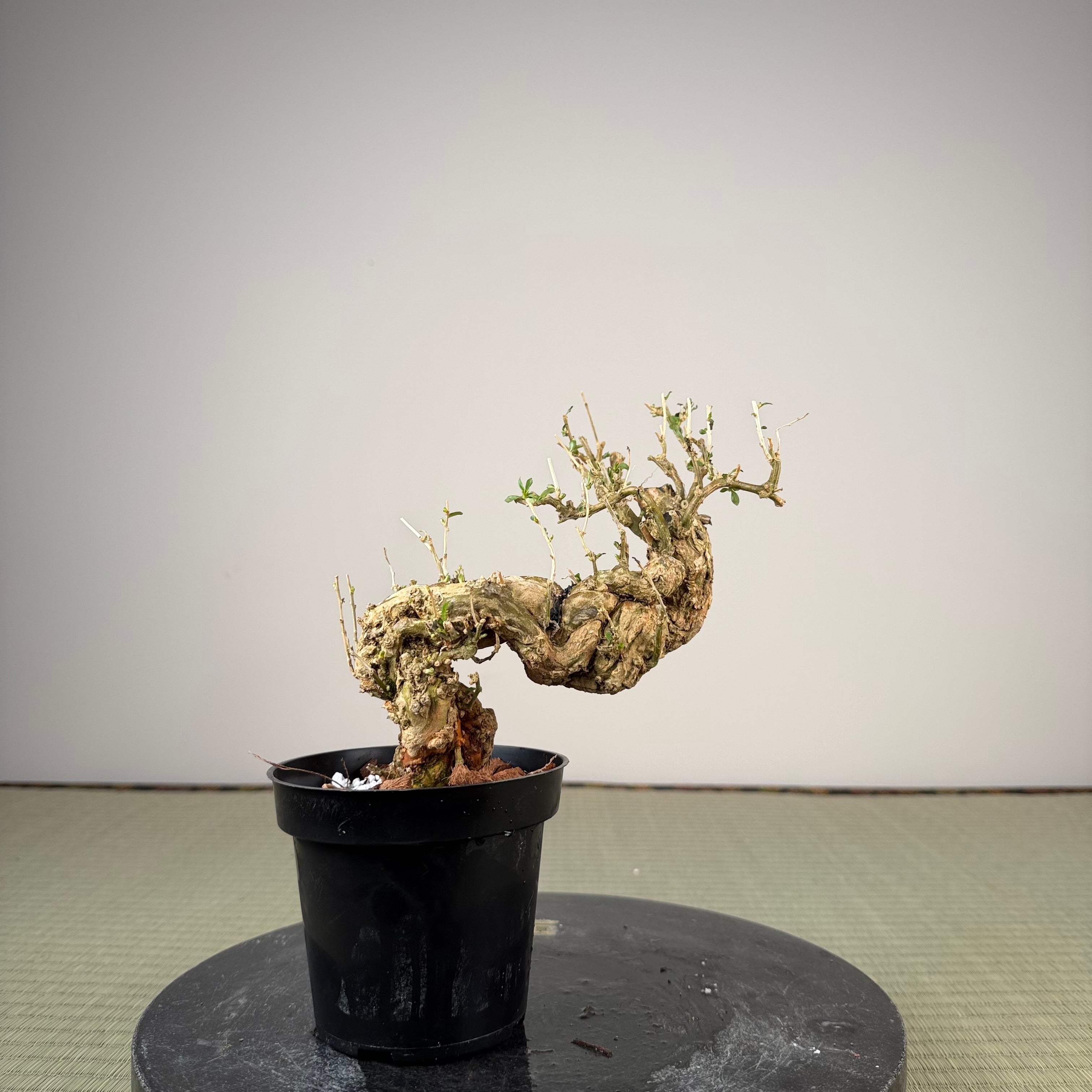 Lycium chinense