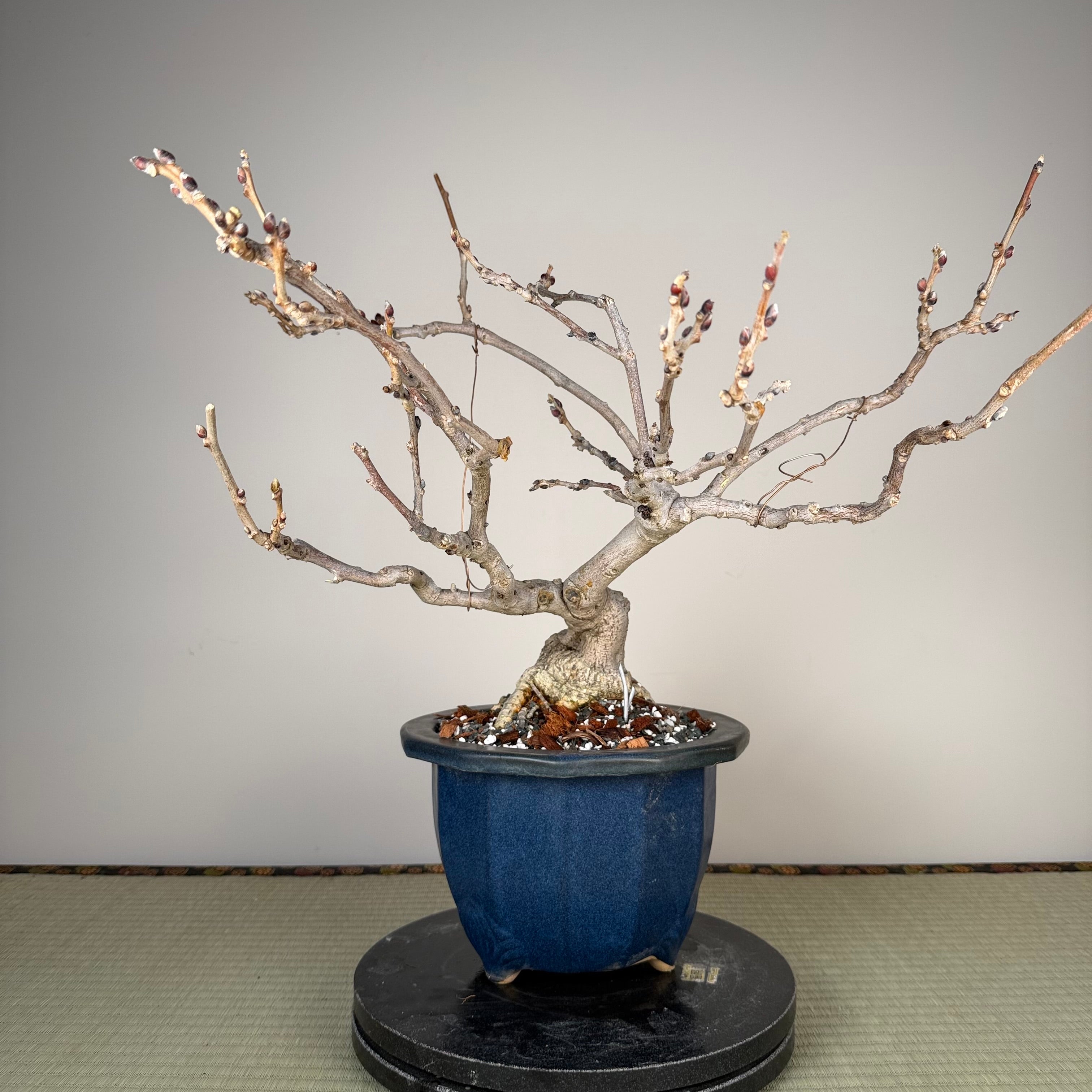 Glycine floribunda