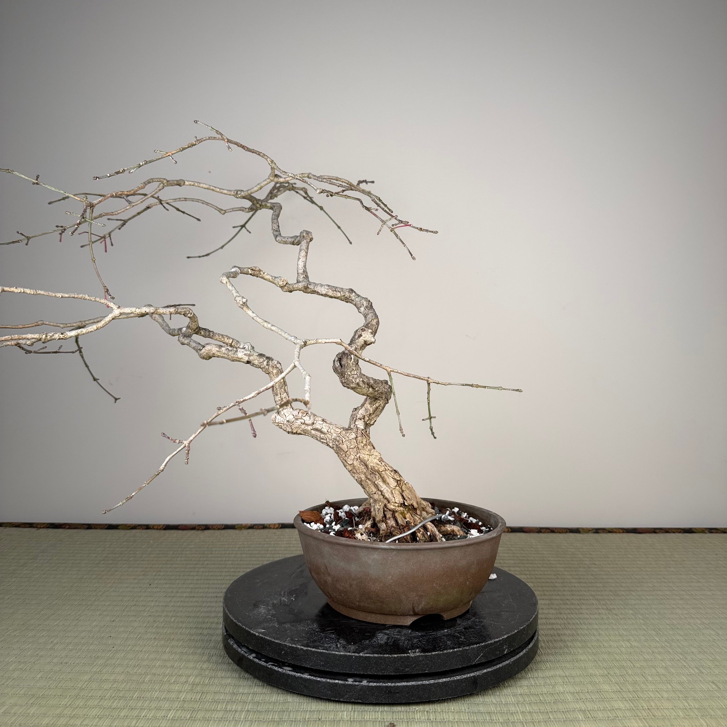 Euonymus