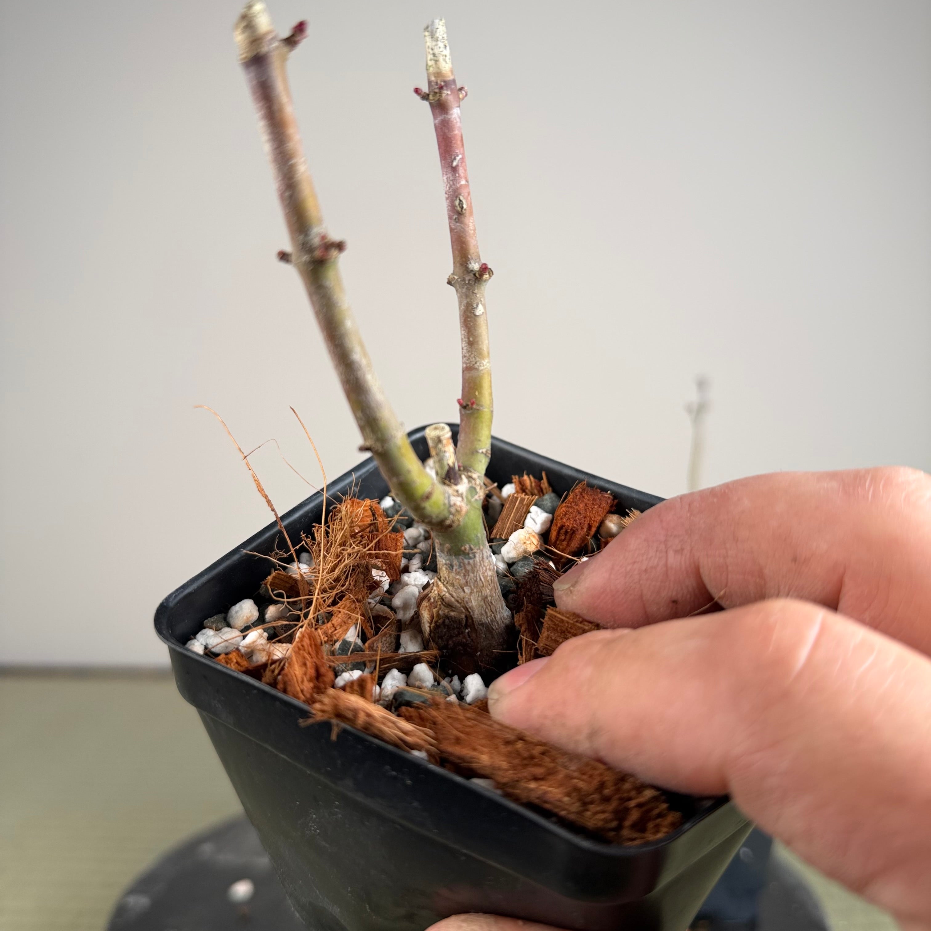 Érable palmé 'Shishigashira' (greffé)