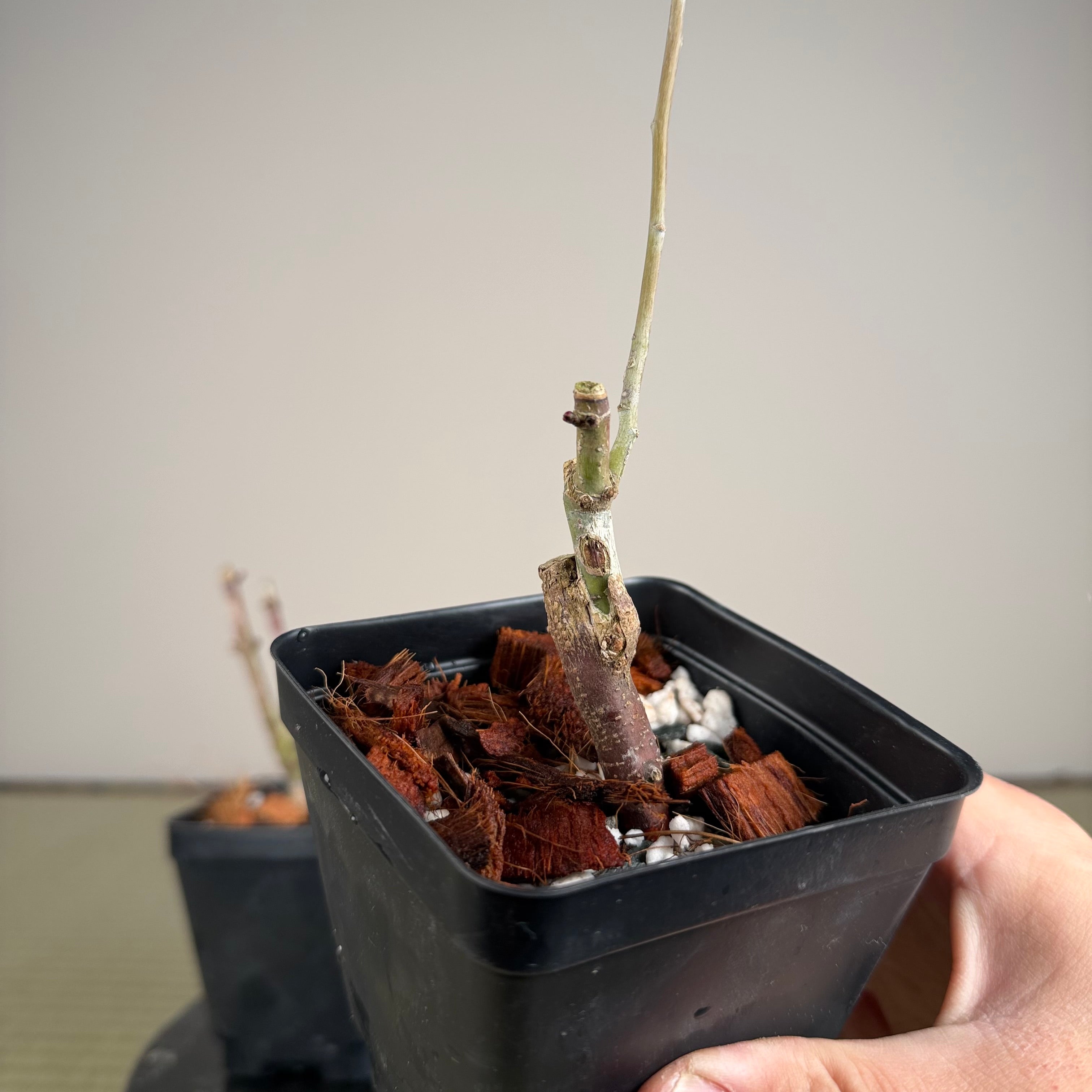 Érable palmé 'Shishigashira' (greffé)