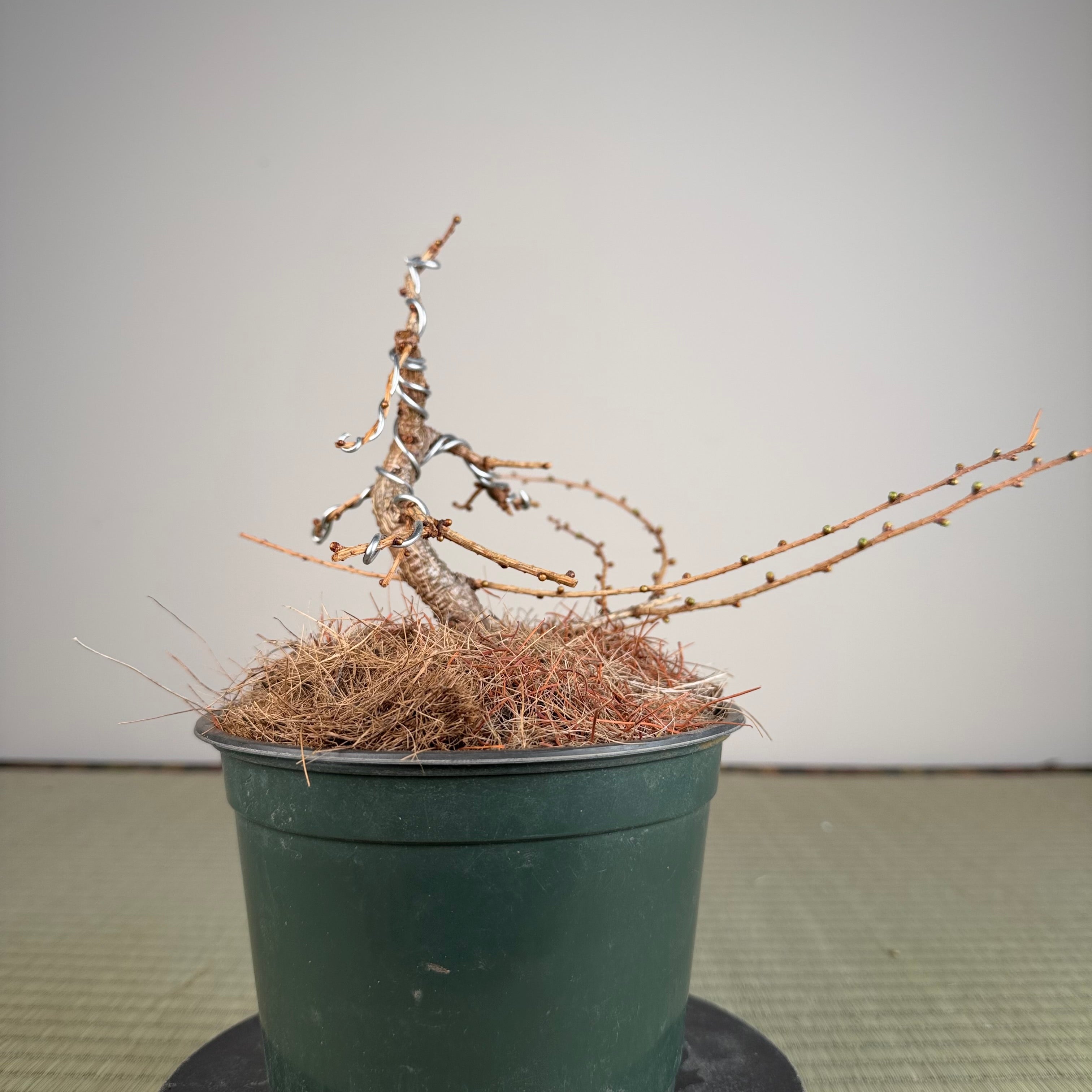 Larix leptolepsis