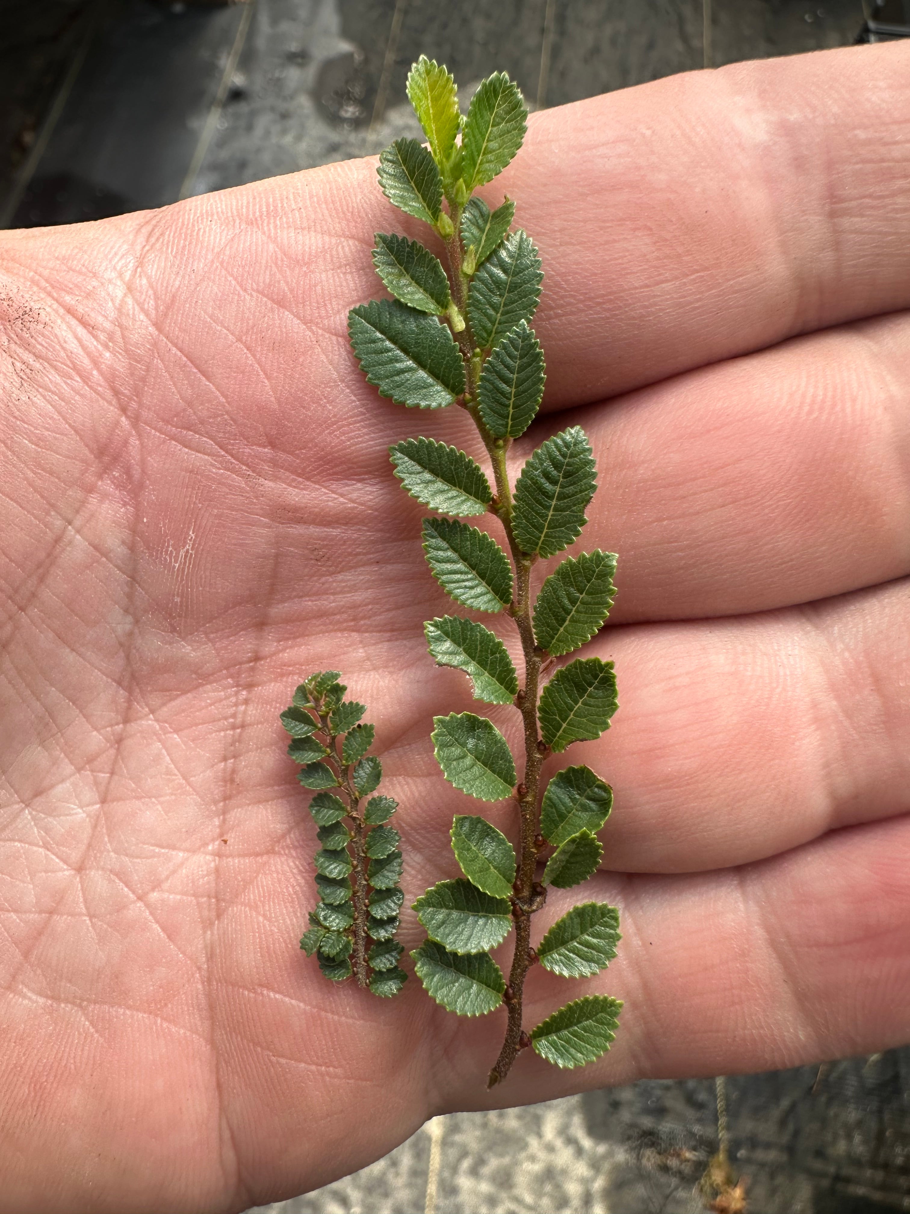 Ulmus parvifolia (new discovery)