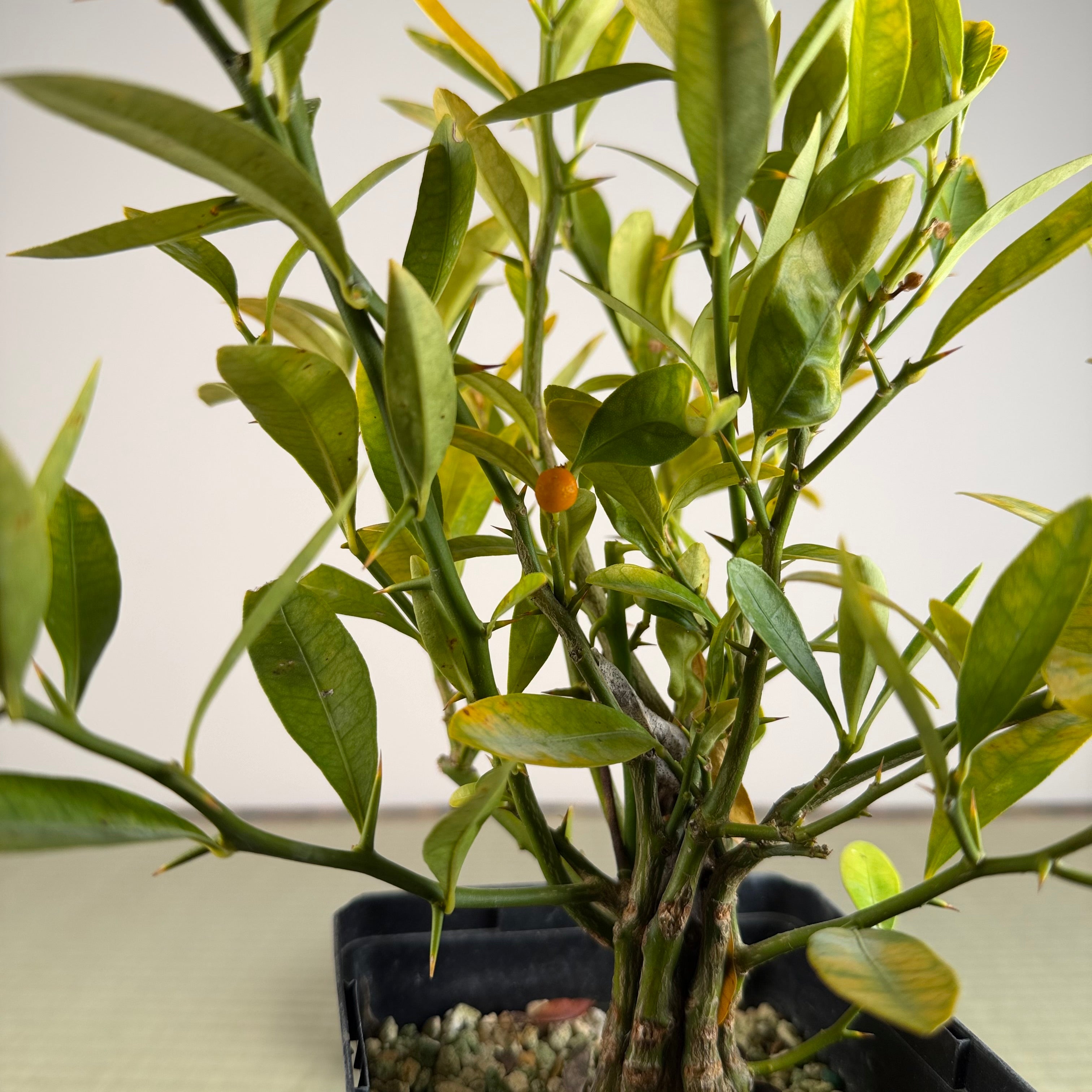 Fortunella hindsii