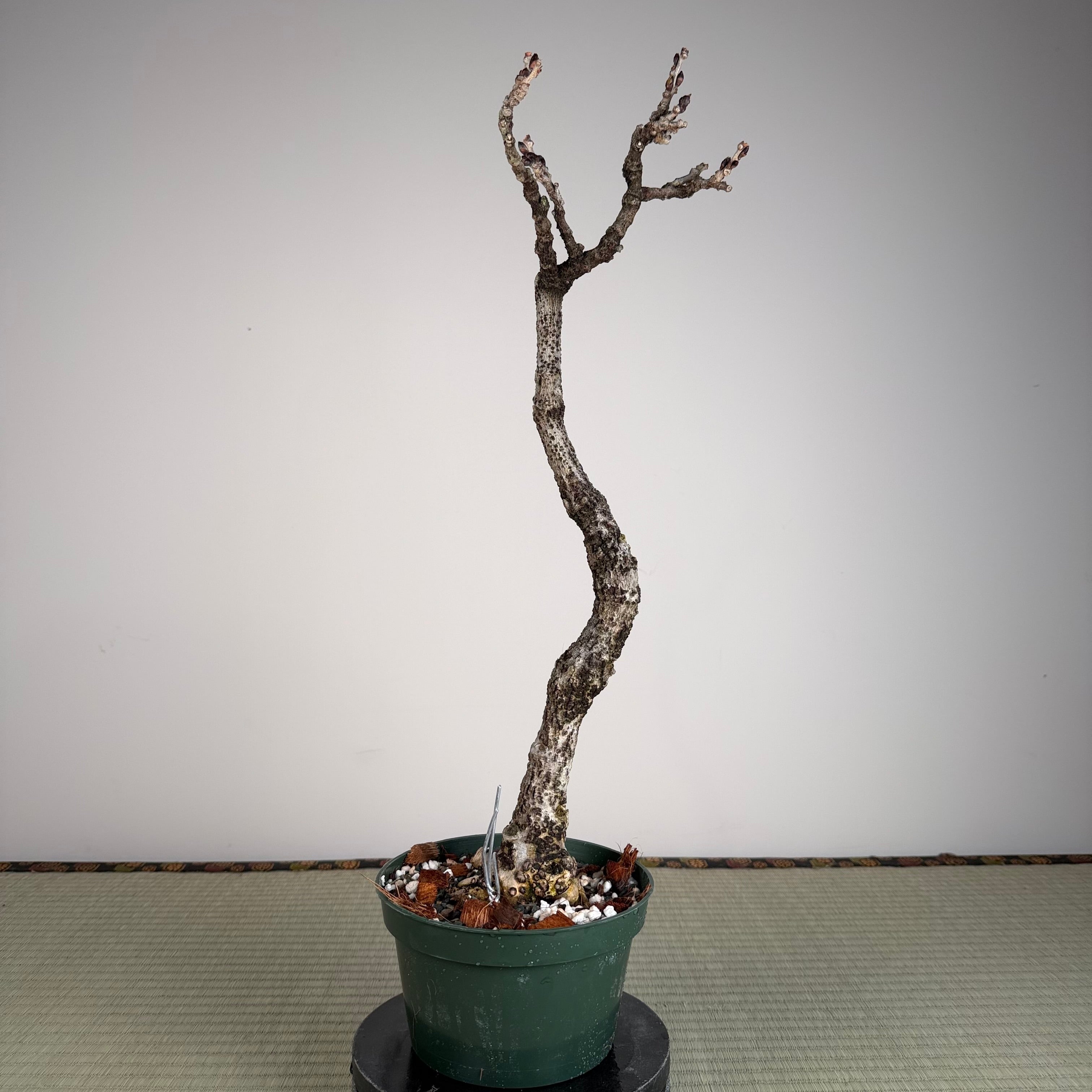Wisteria floribunda