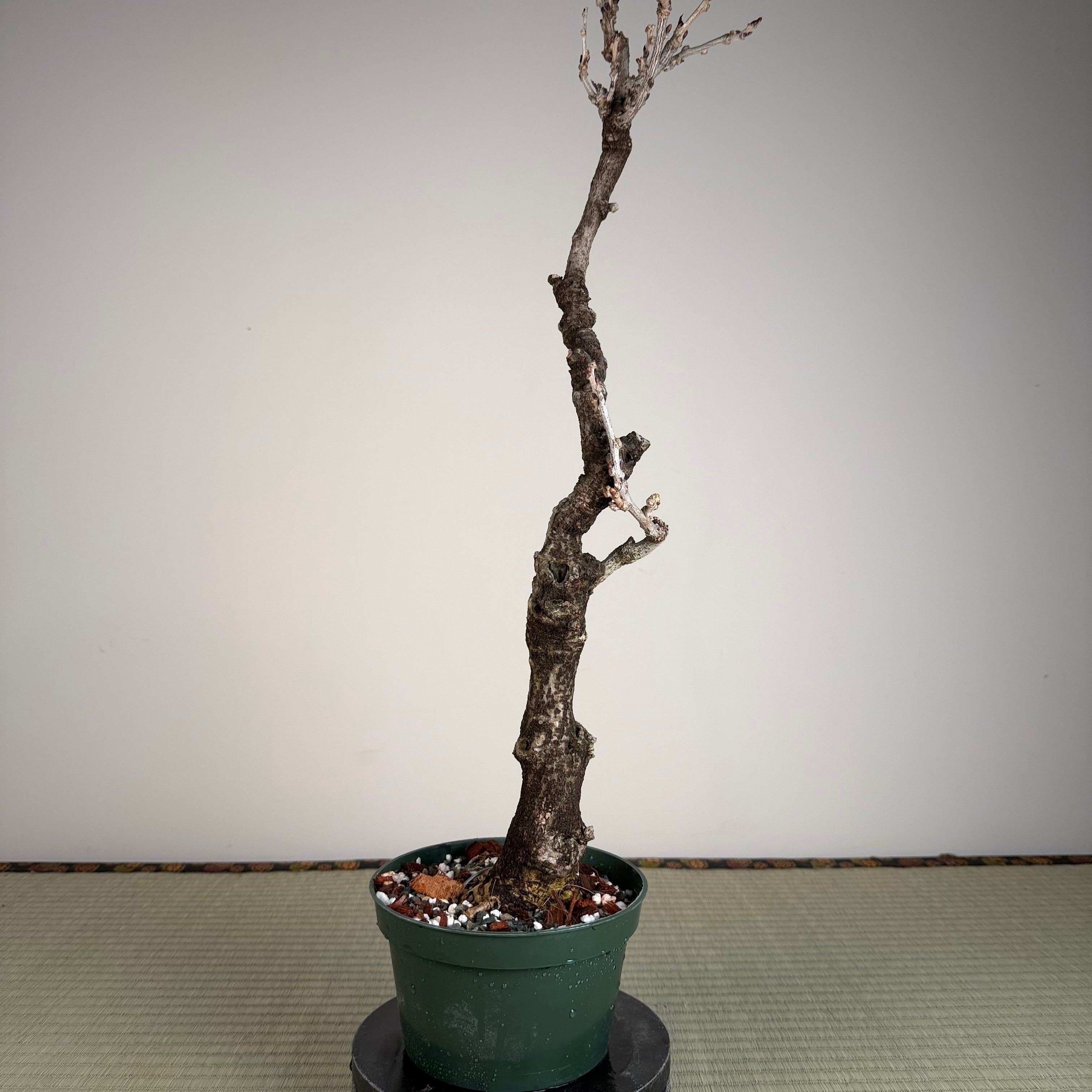 Wisteria floribunda