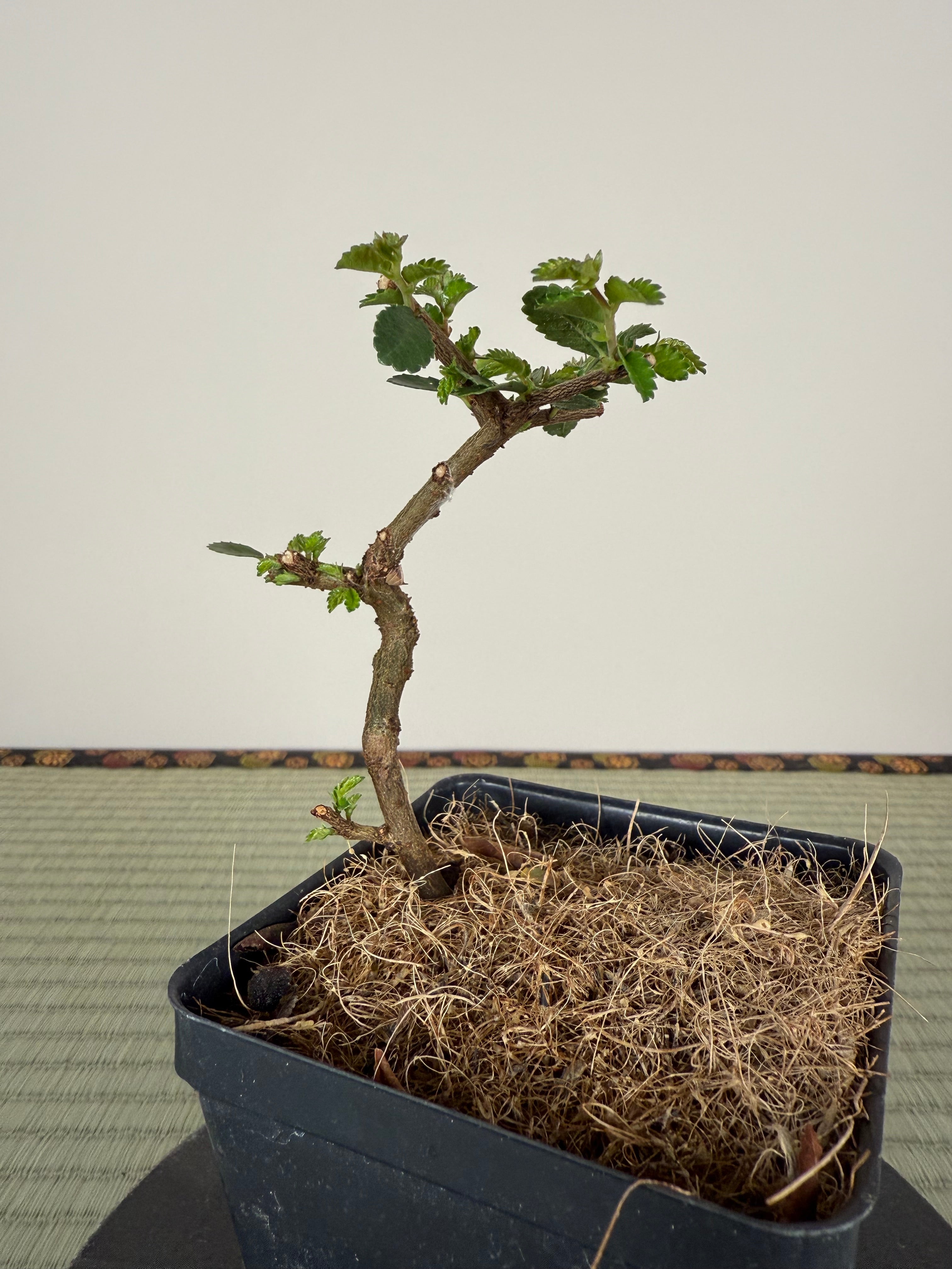 Ulmus parvifolia (Chinese Elm)