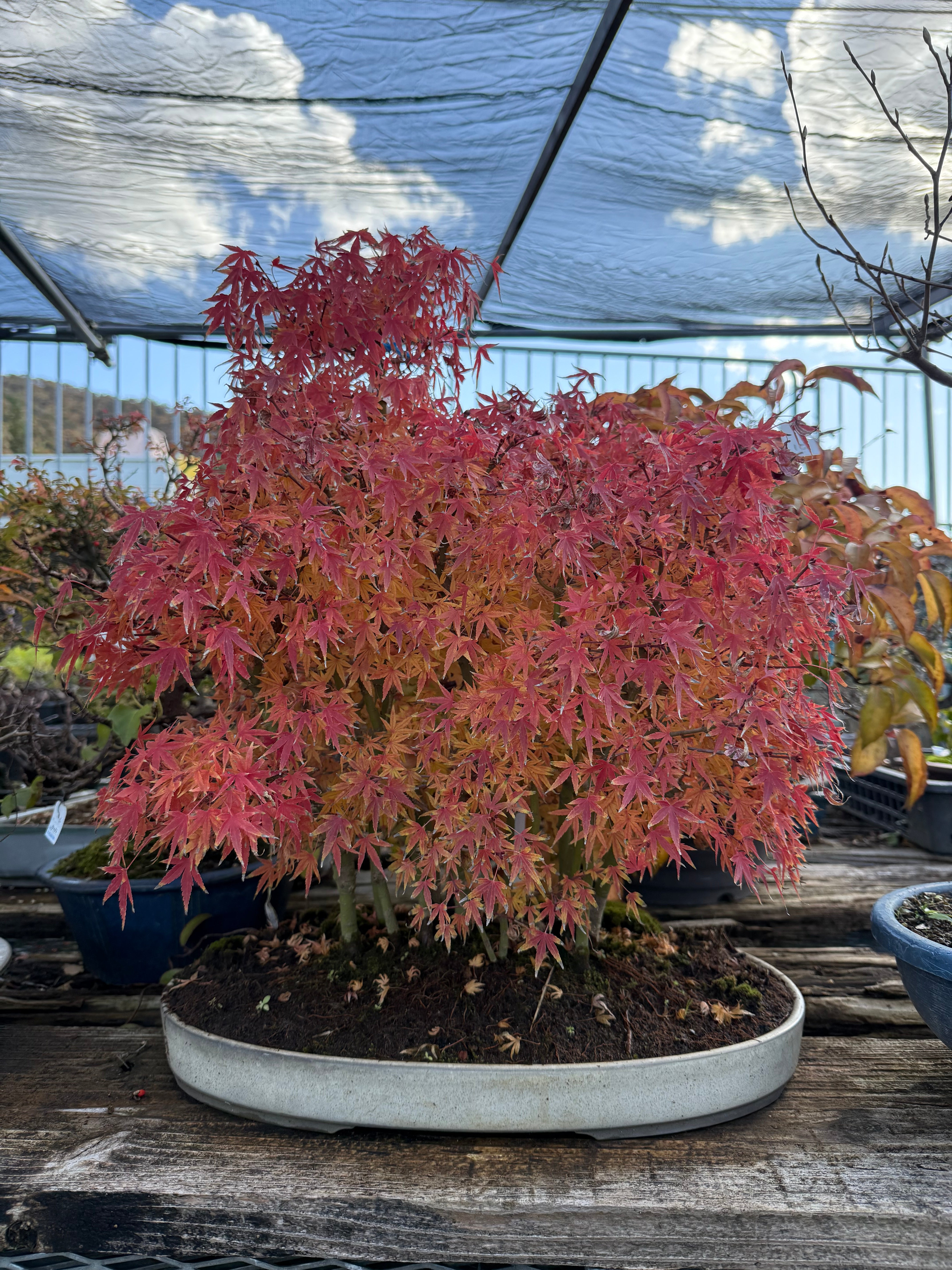 Acer palmatum 'Yuki Hime'