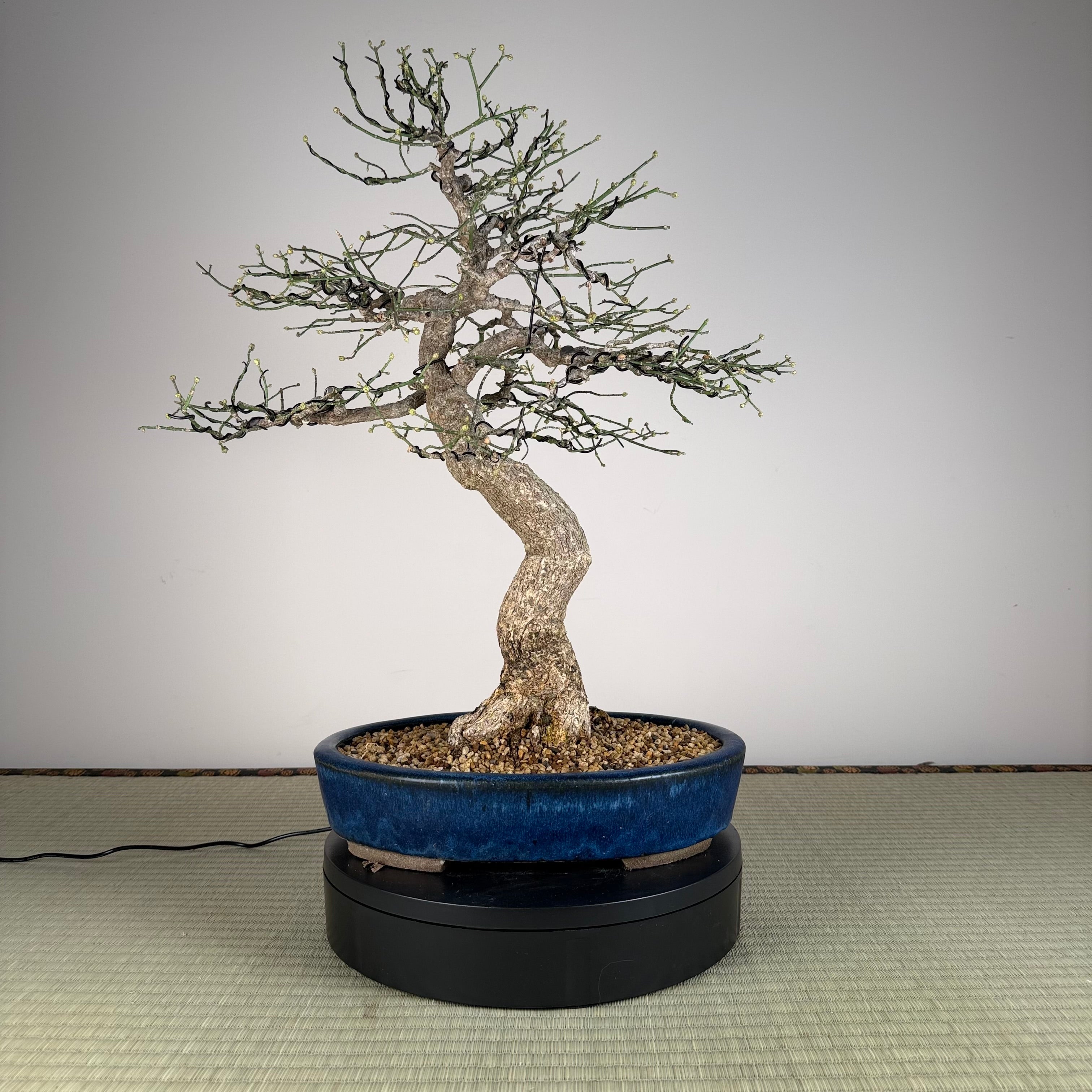 Euonymus