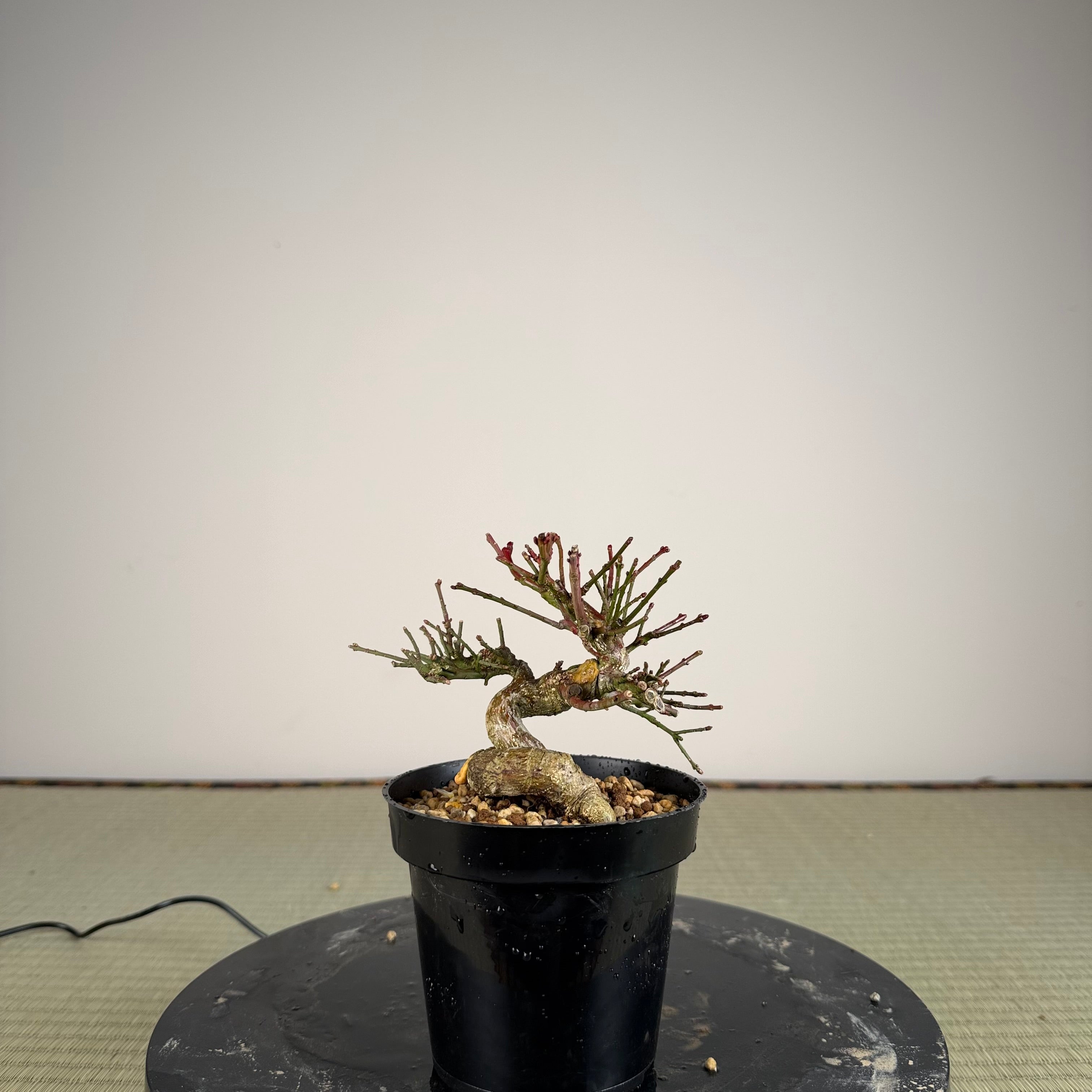 Euonymus