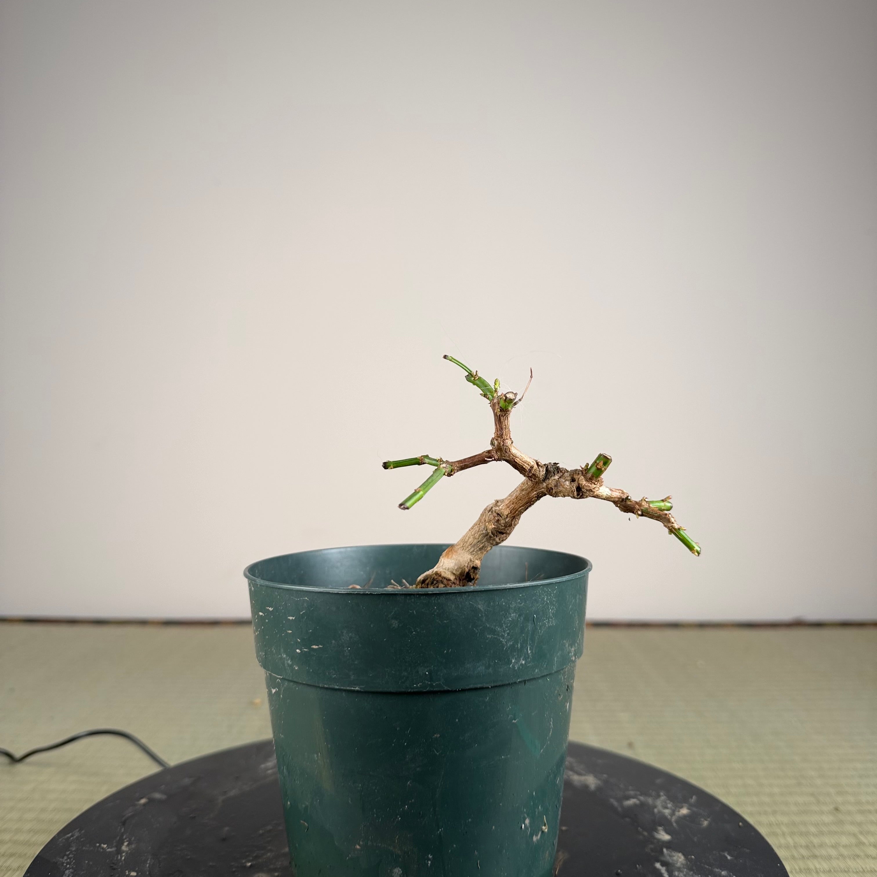 Jasminum nudiflorum
