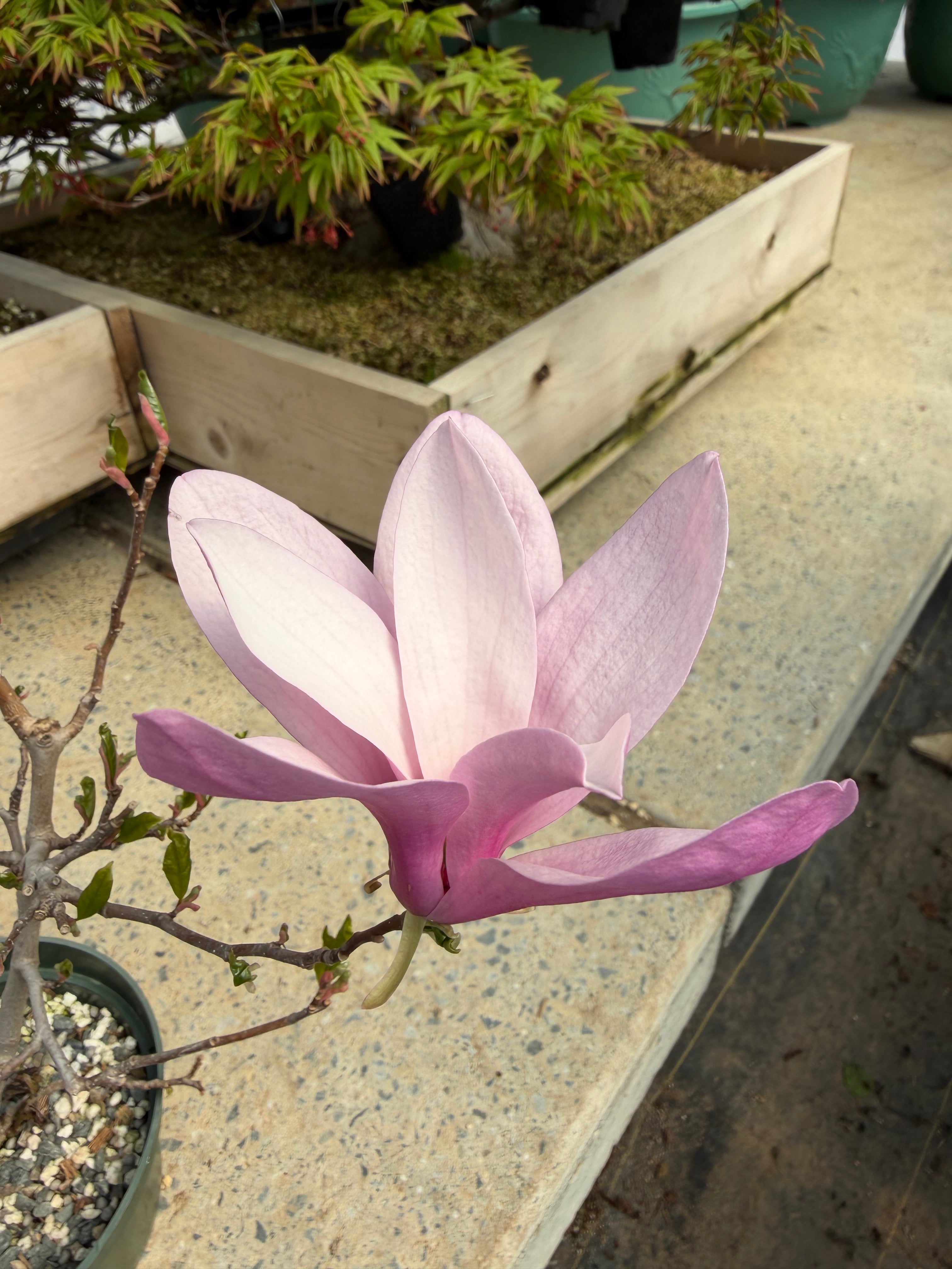 Magnolia (large; purple flower)