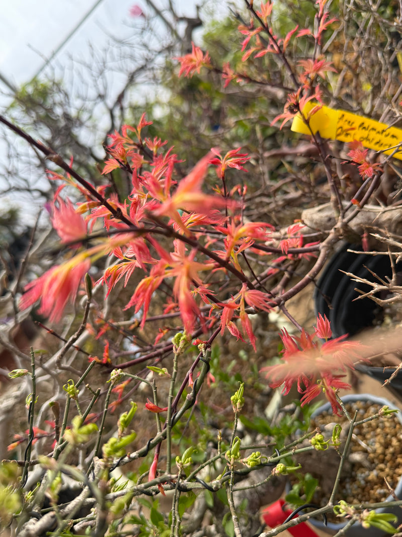 Acer palmatum 'Beni Chidori'